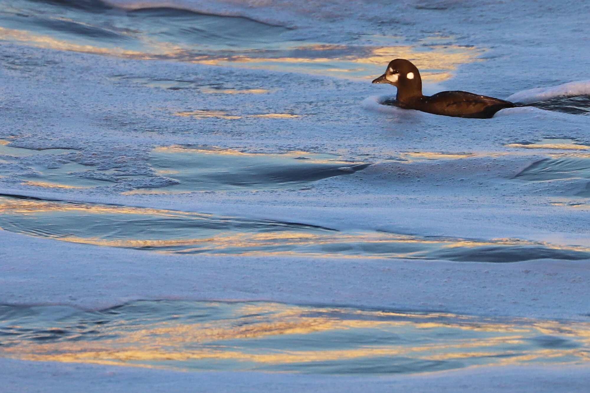  Harlequin Duck / Little Island Park / 22 Feb; please click this photo to advance to the next! 