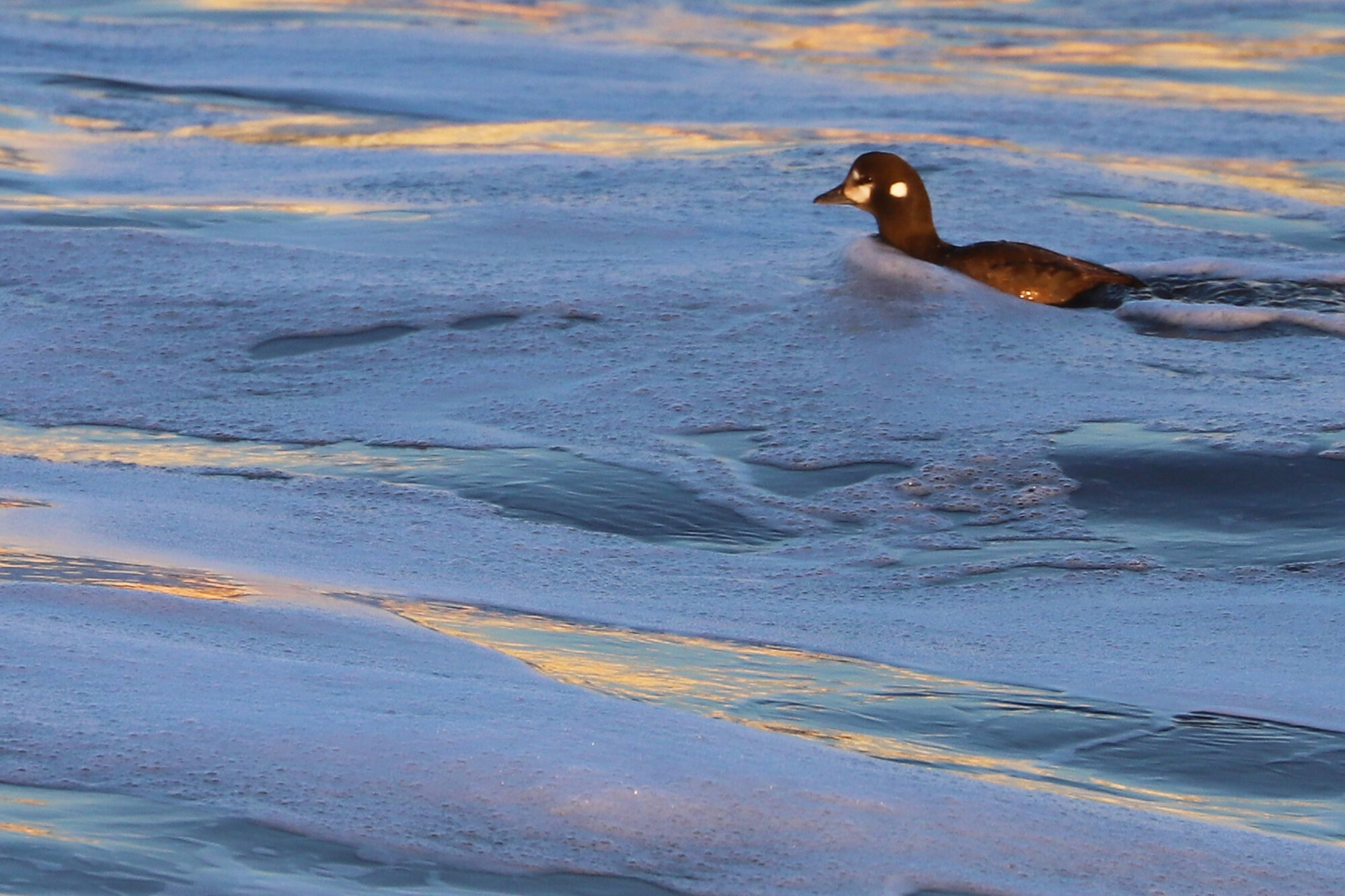  Harlequin Duck / Little Island Park / 22 Feb 