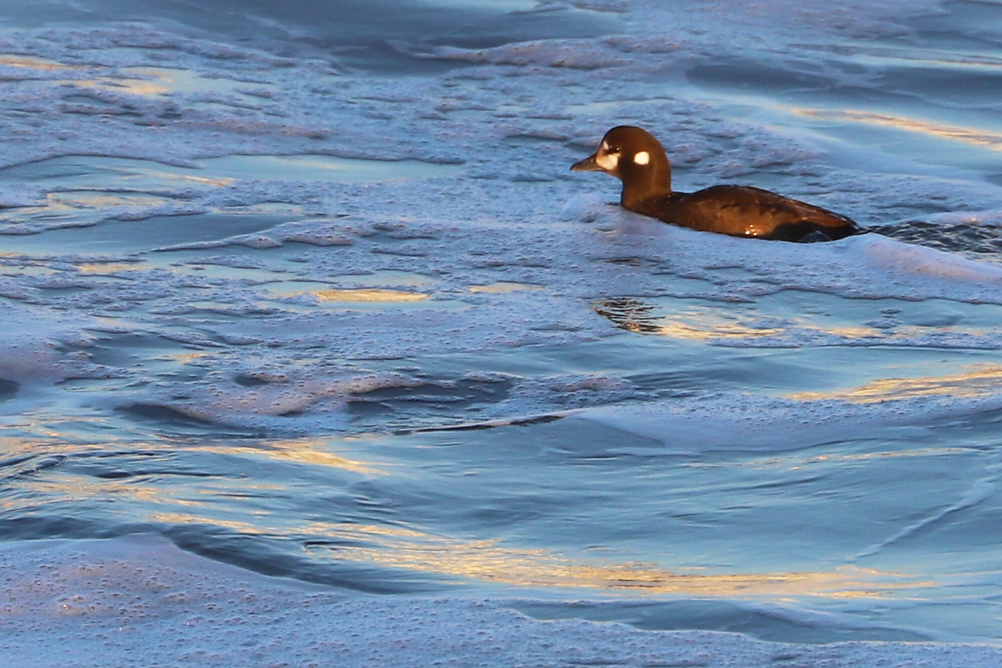  Harlequin Duck / Little Island Park / 22 Feb 