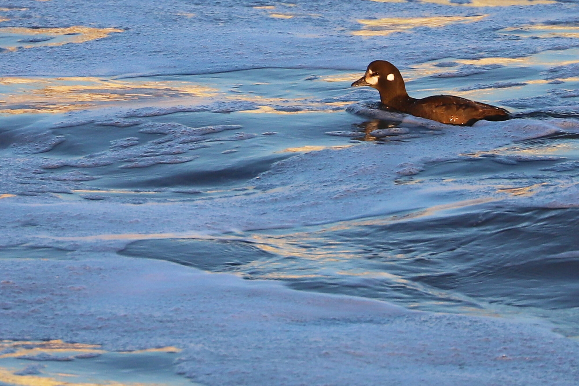  Harlequin Duck / Little Island Park / 22 Feb 