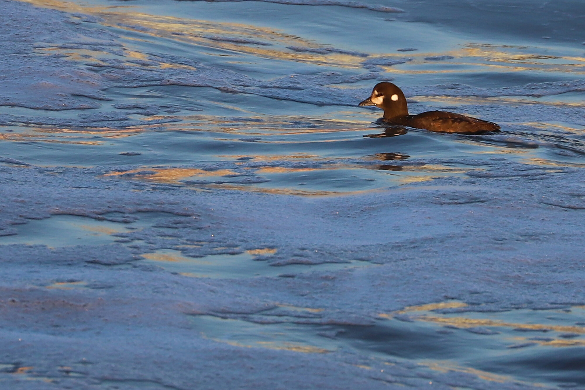  Harlequin Duck / Little Island Park / 22 Feb 