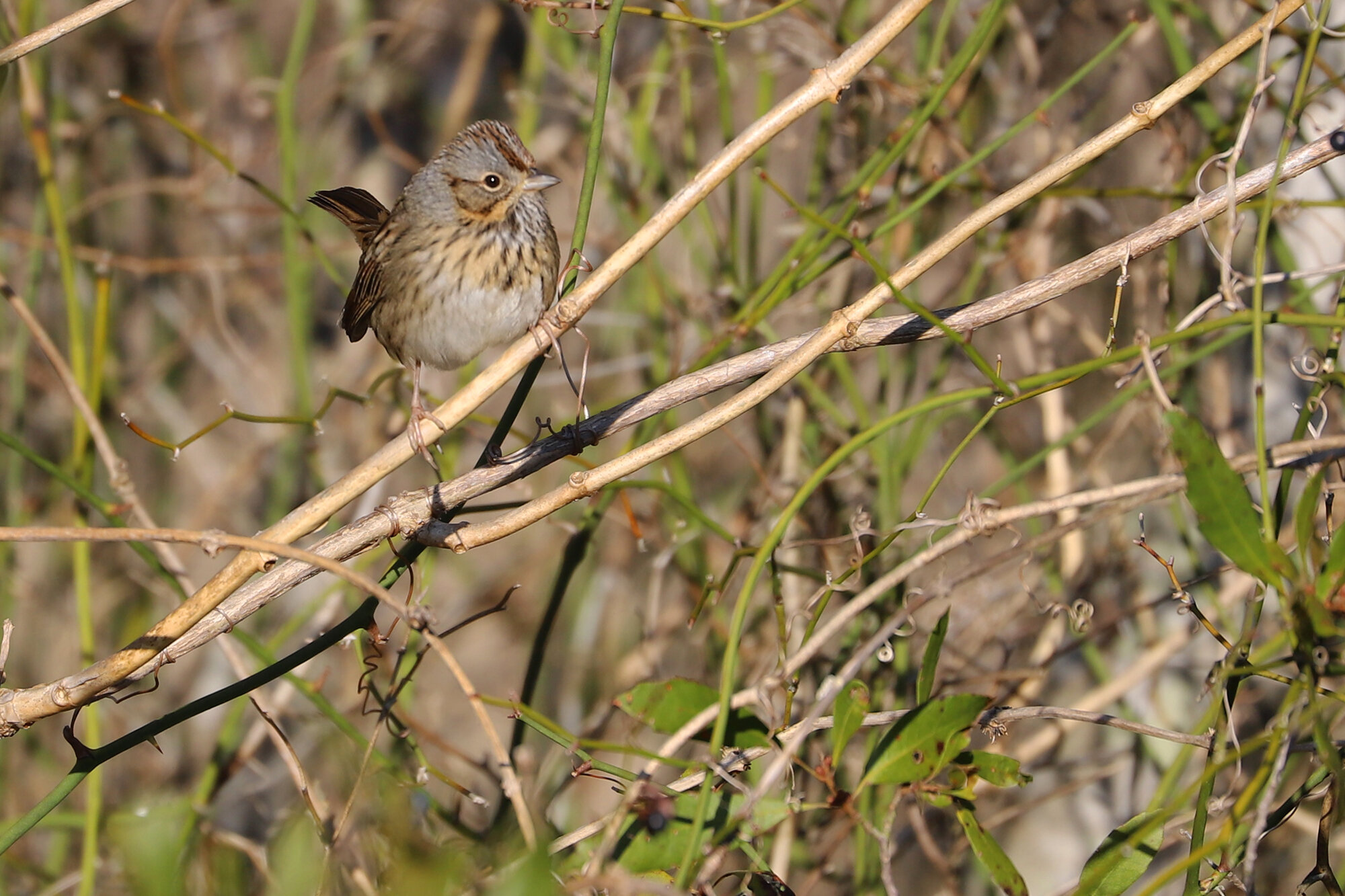  Lincoln's Sparrow / Princess Anne WMA Whitehurst Tract / 23 Feb; please click this photo to advance to the next! 