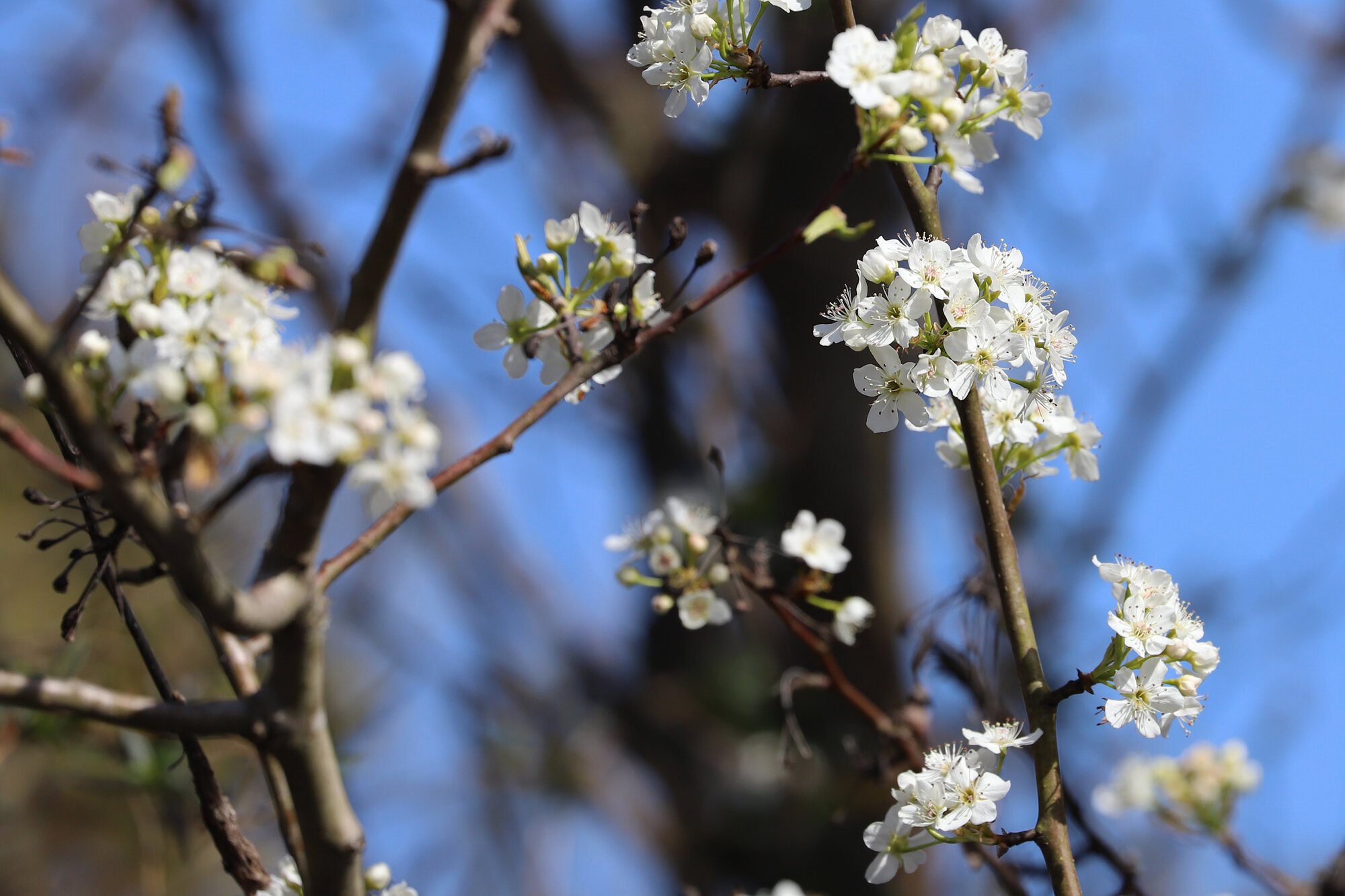  Bradford Pear Blossoms / Munden Road / 16 Feb 