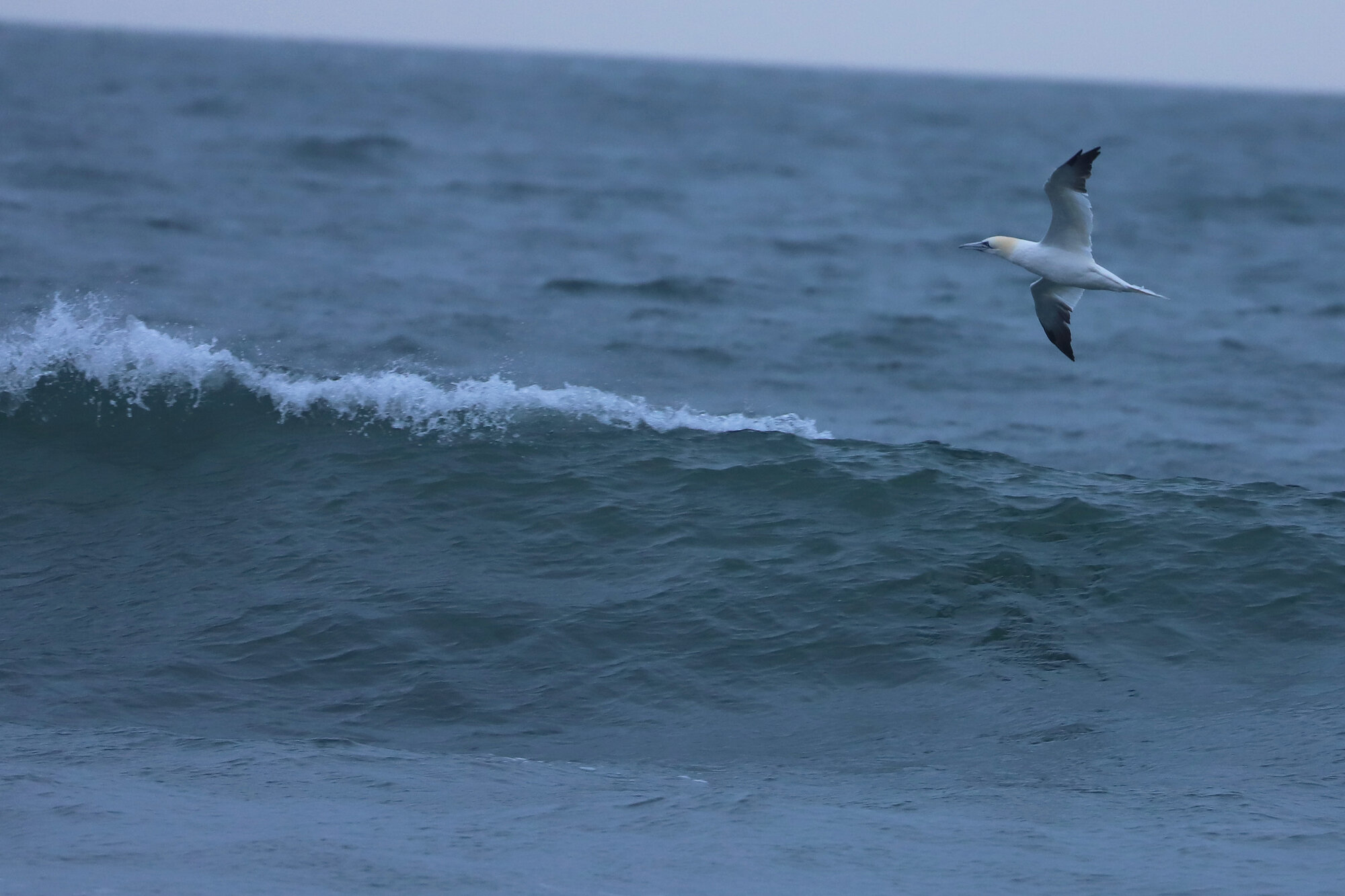  Northern Gannet / Little Island Park / 1 Feb 