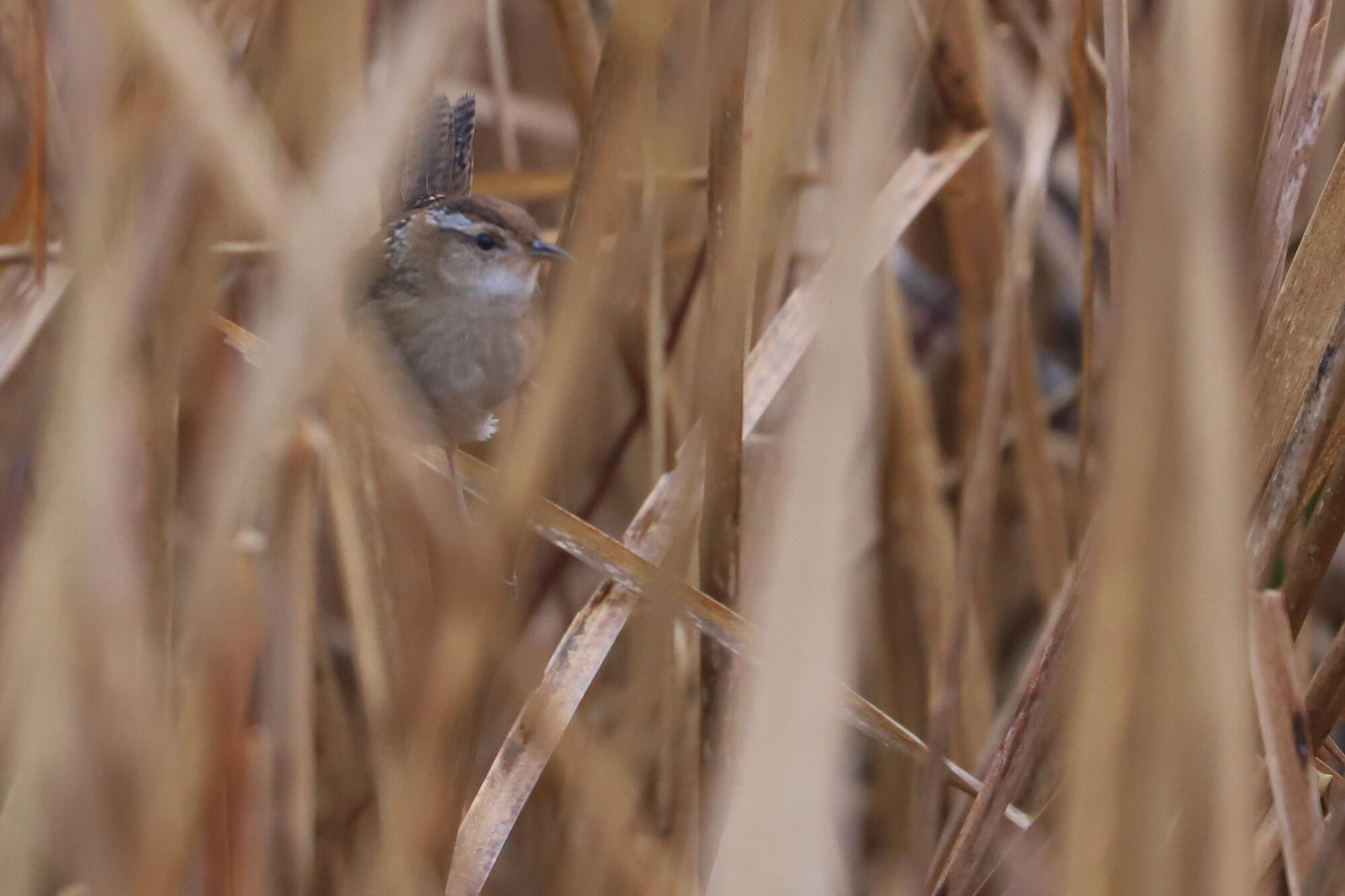  Marsh Wren / Back Bay NWR / 1 Feb 