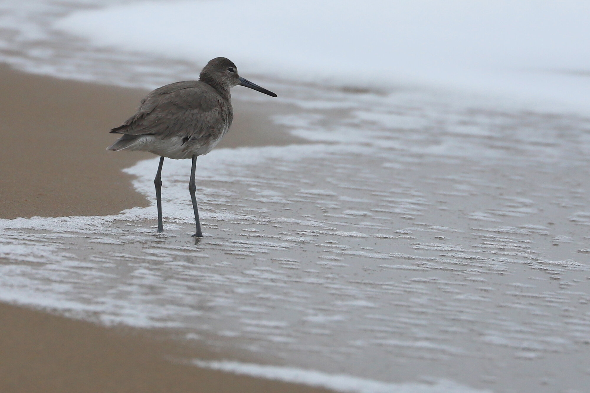  Willet (Western) /  Little Island Park / 1 Feb 