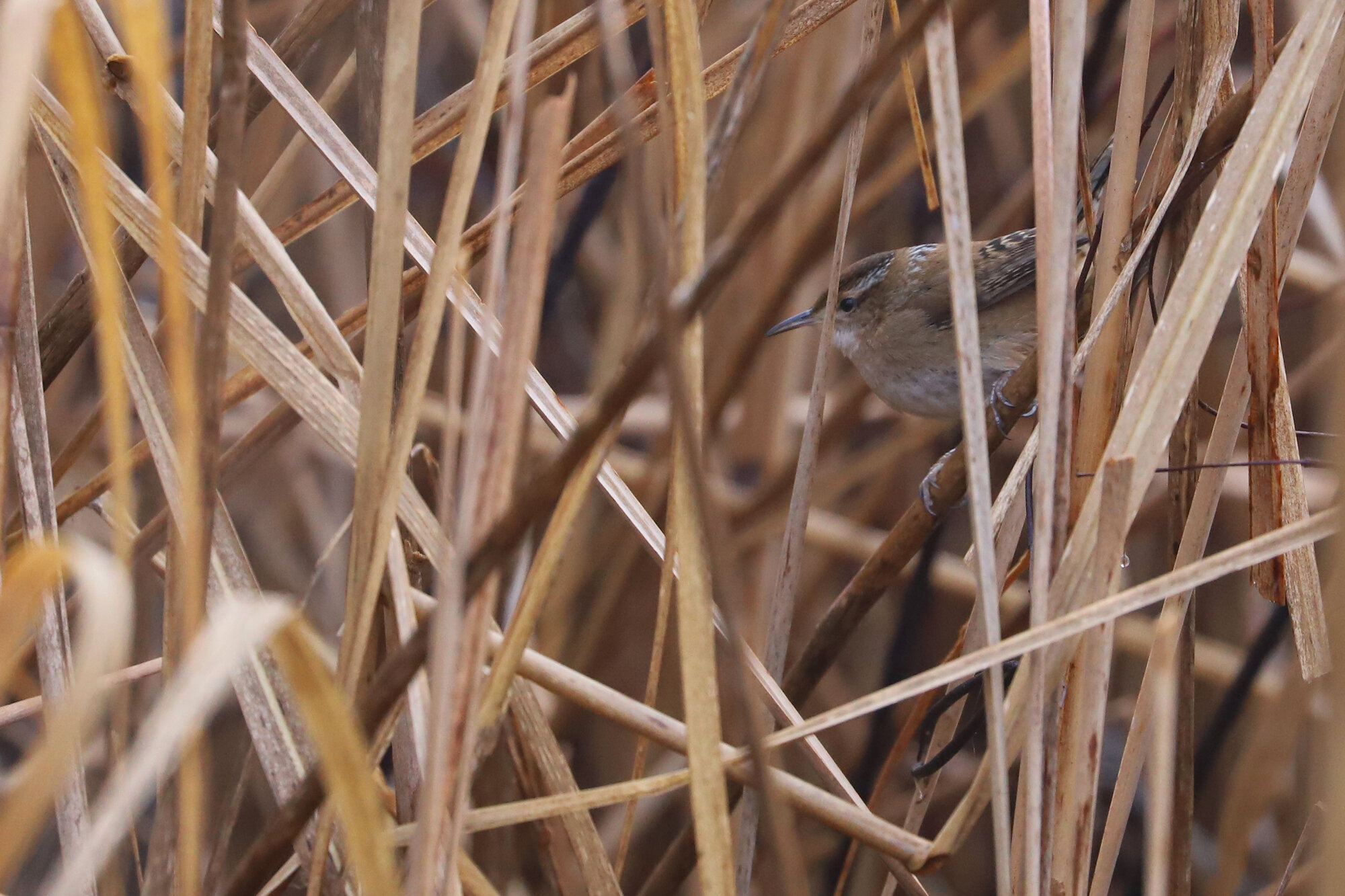  Marsh Wren / Back Bay NWR / 1 Feb 