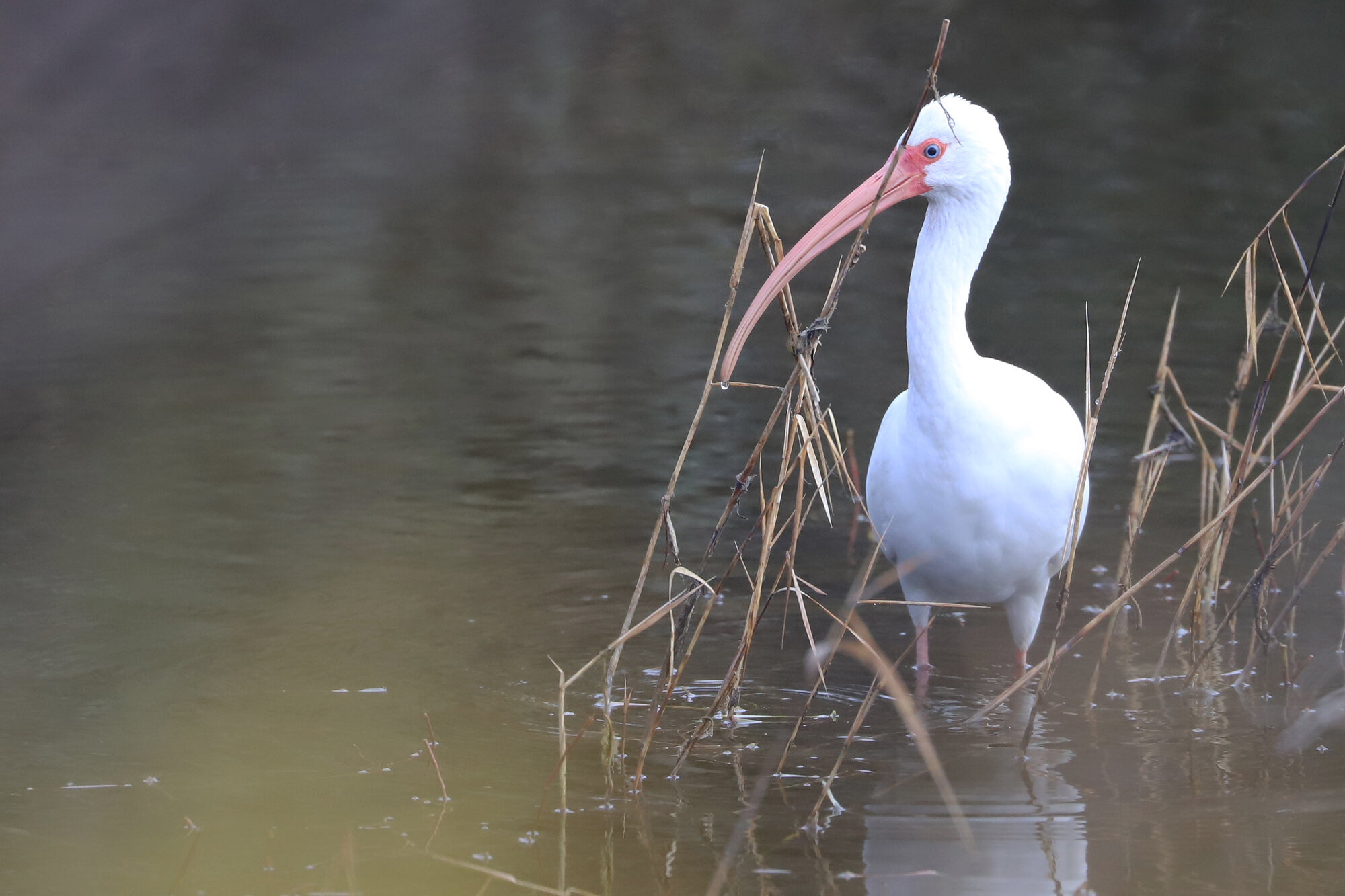  White Ibis / Back Bay NWR / 1 Feb 