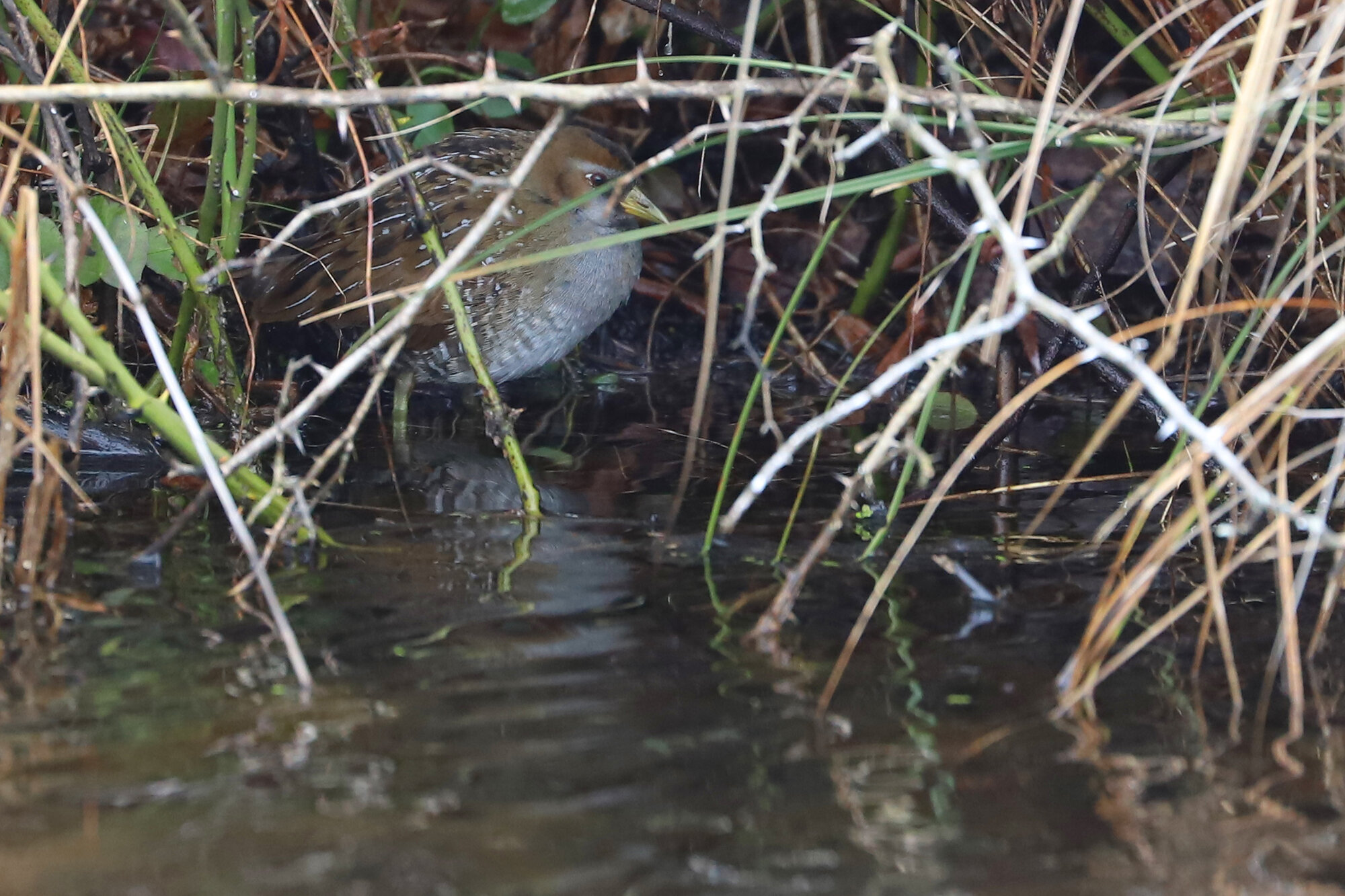  Sora / Back Bay NWR / 1 Feb 