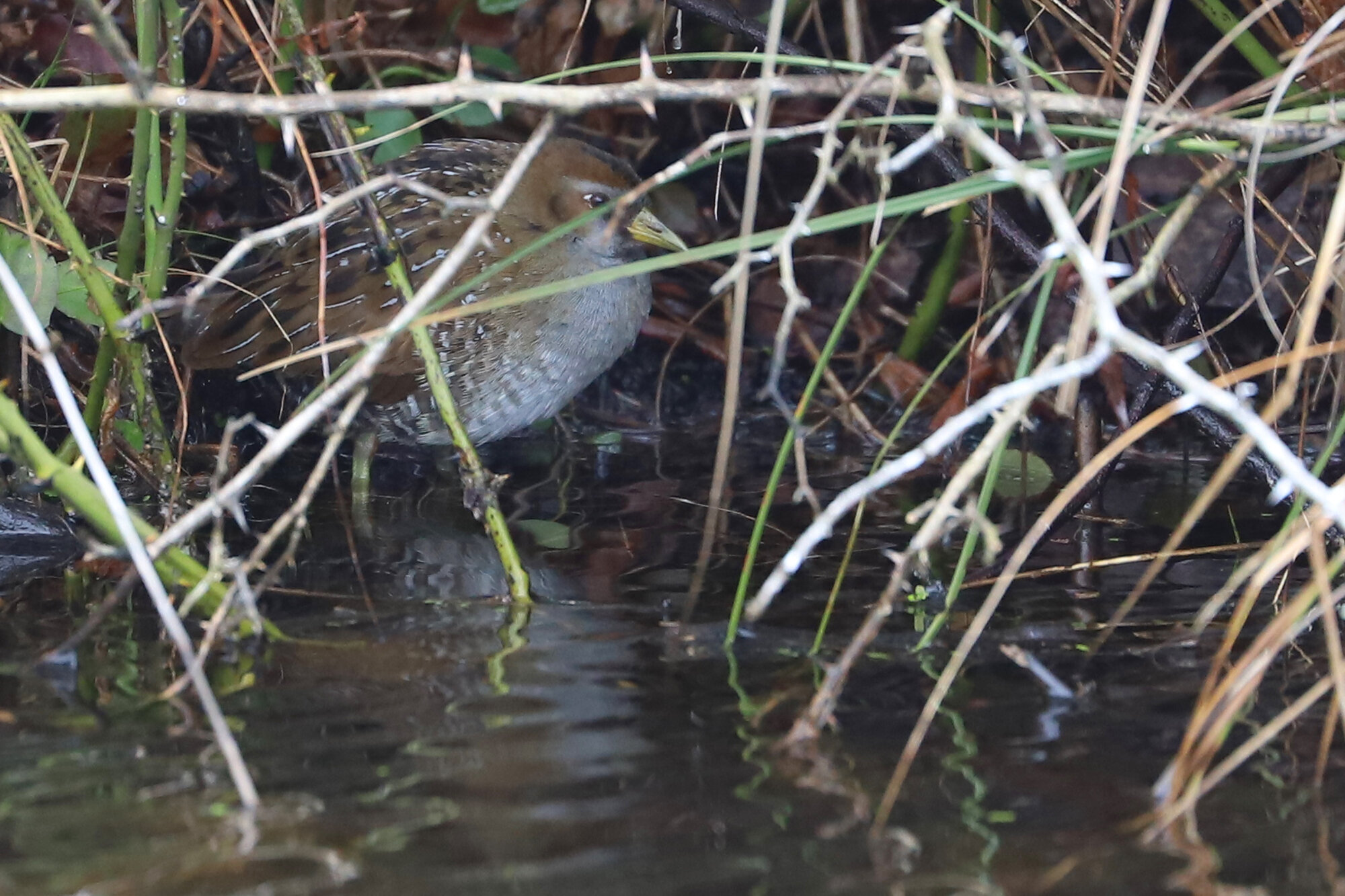  Sora / Back Bay NWR / 1 Feb; please click this photo to advance to the next! 