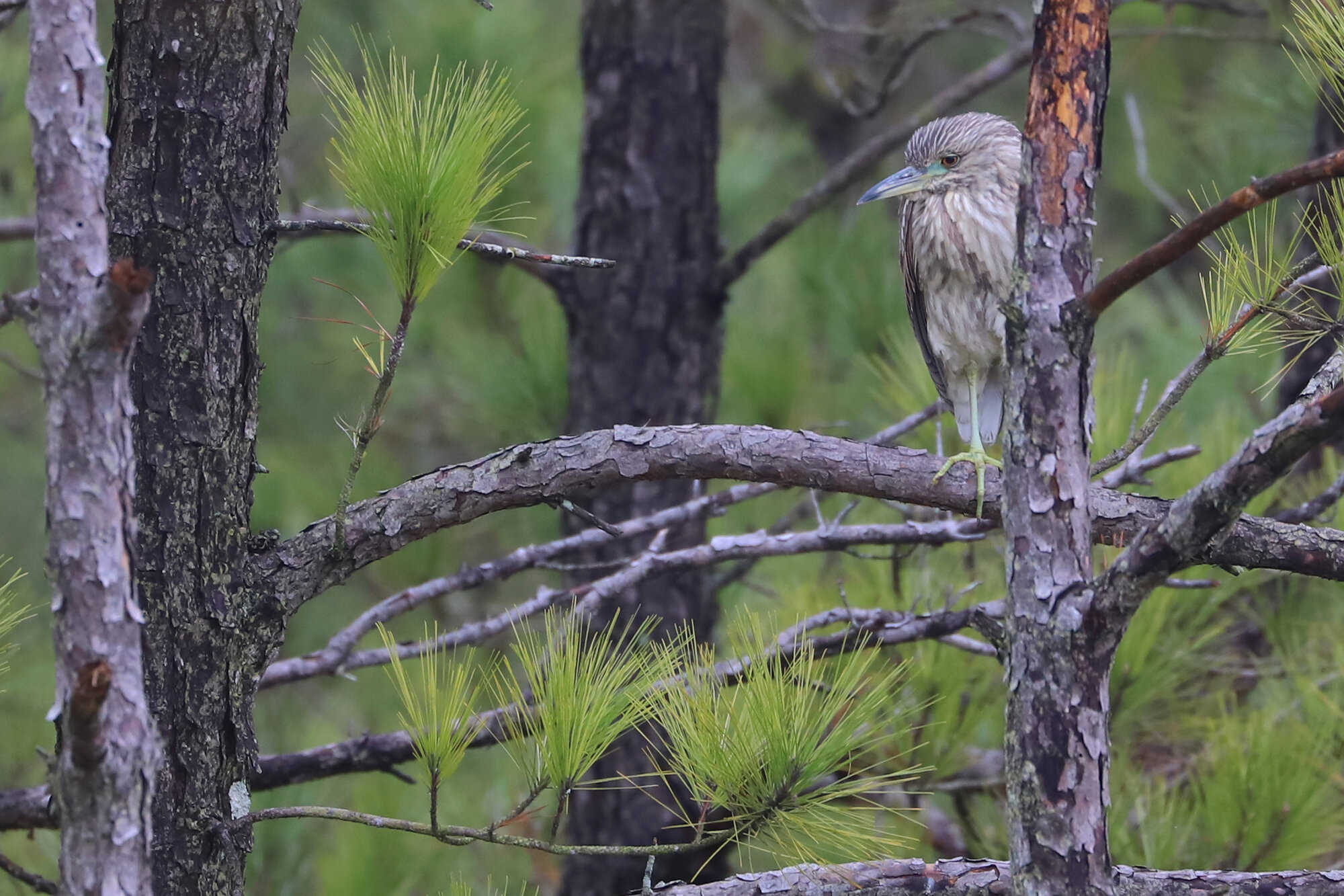  Black-crowned Night-Heron / Pleasure House Point NA / 1 Feb 