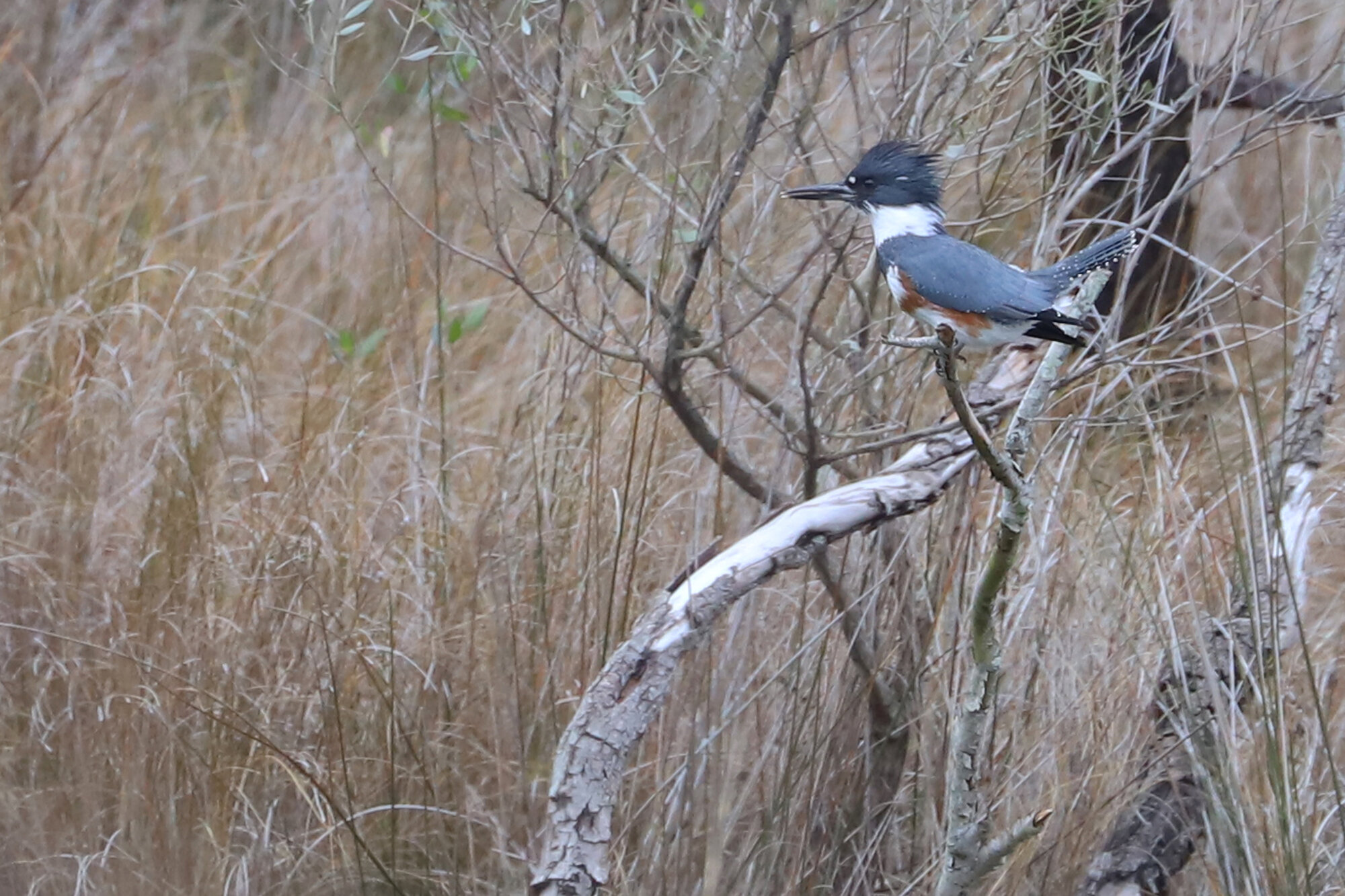  Belted Kingfisher / Pleasure House Point NA / 1 Feb 