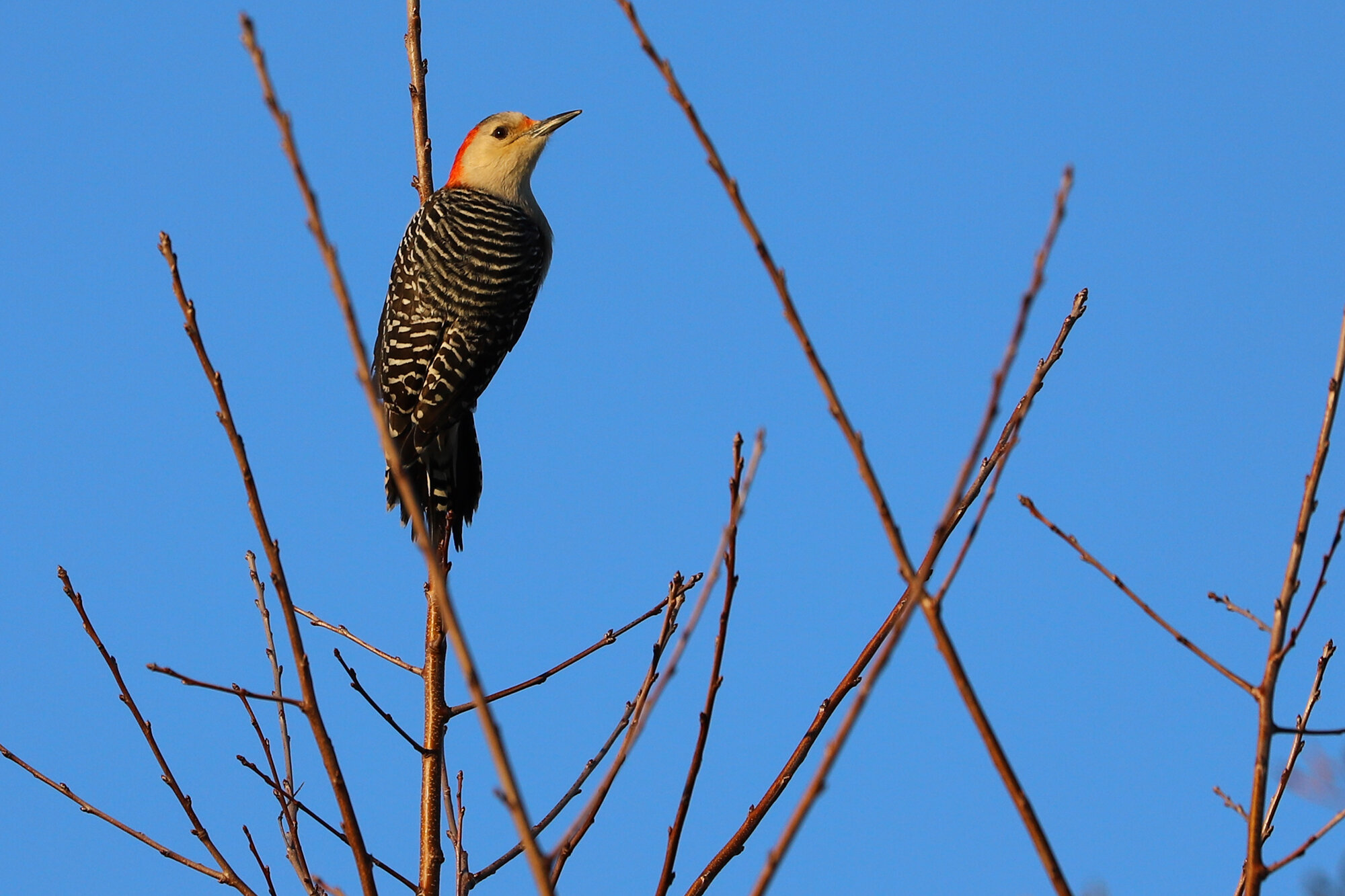  Red-bellied Woodpecker / Princess Anne WMA Whitehurst Tract / 2 Feb 