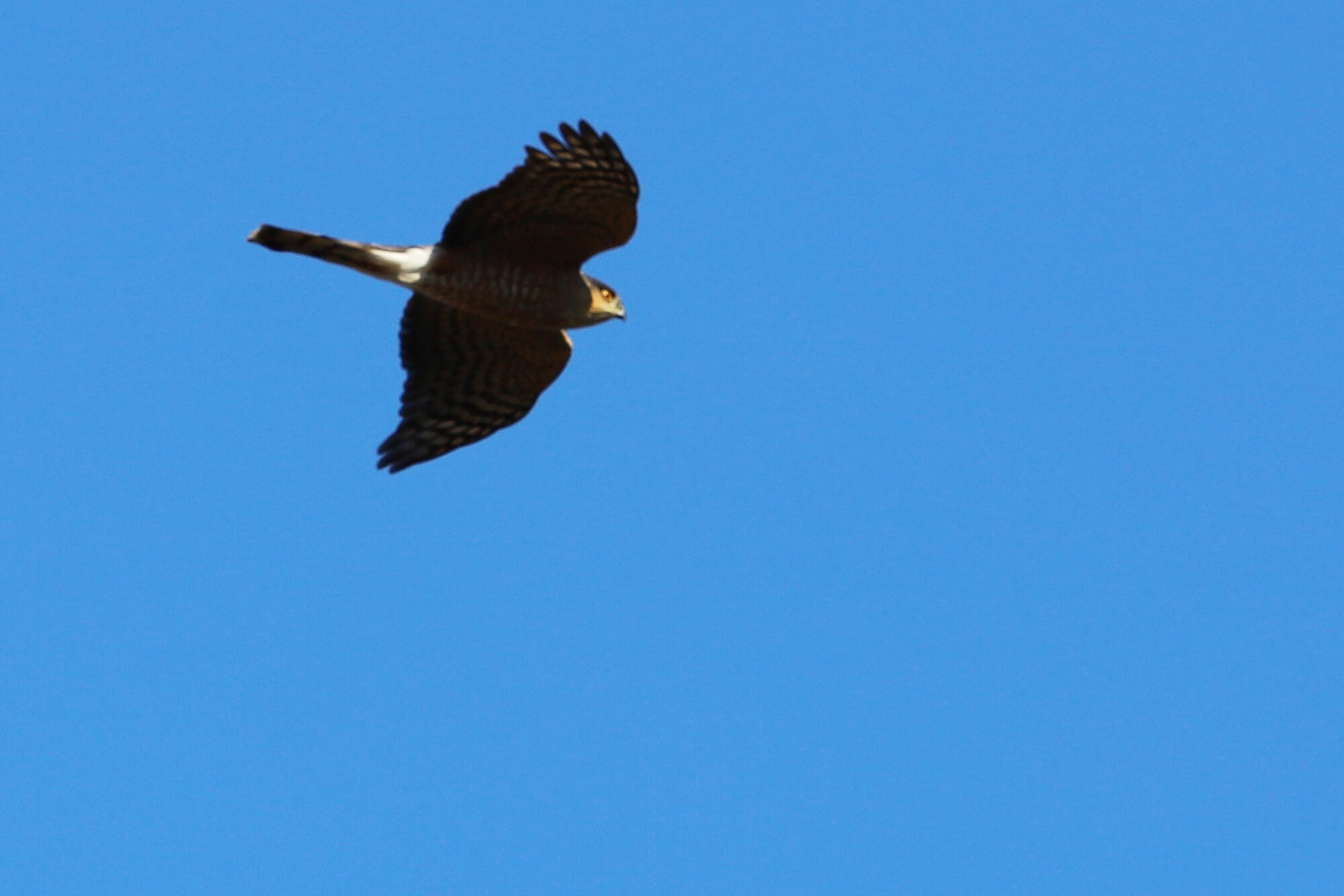  Sharp-shinned Hawk / Princess Anne WMA Whitehurst Tract / 2 Feb 