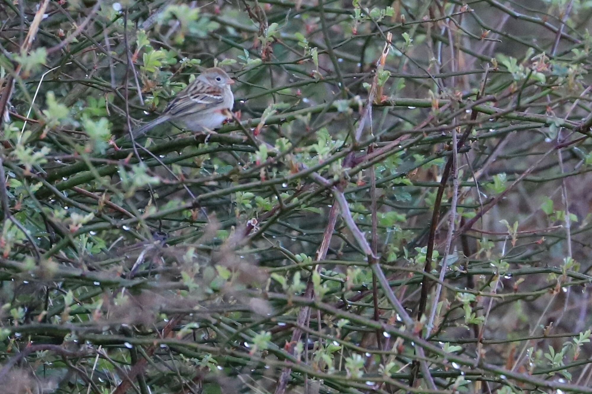  Field Sparrow / Princess Anne WMA Whitehurst Tract / 2 Feb 