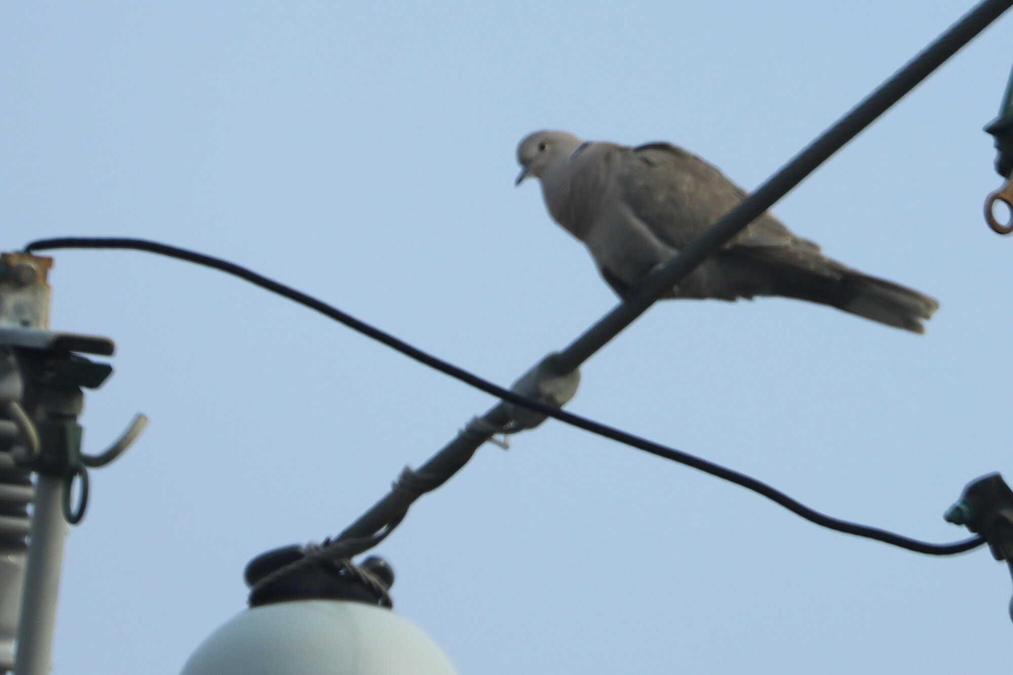  Eurasian Collared-Dove / Sandbridge / 16 Feb 