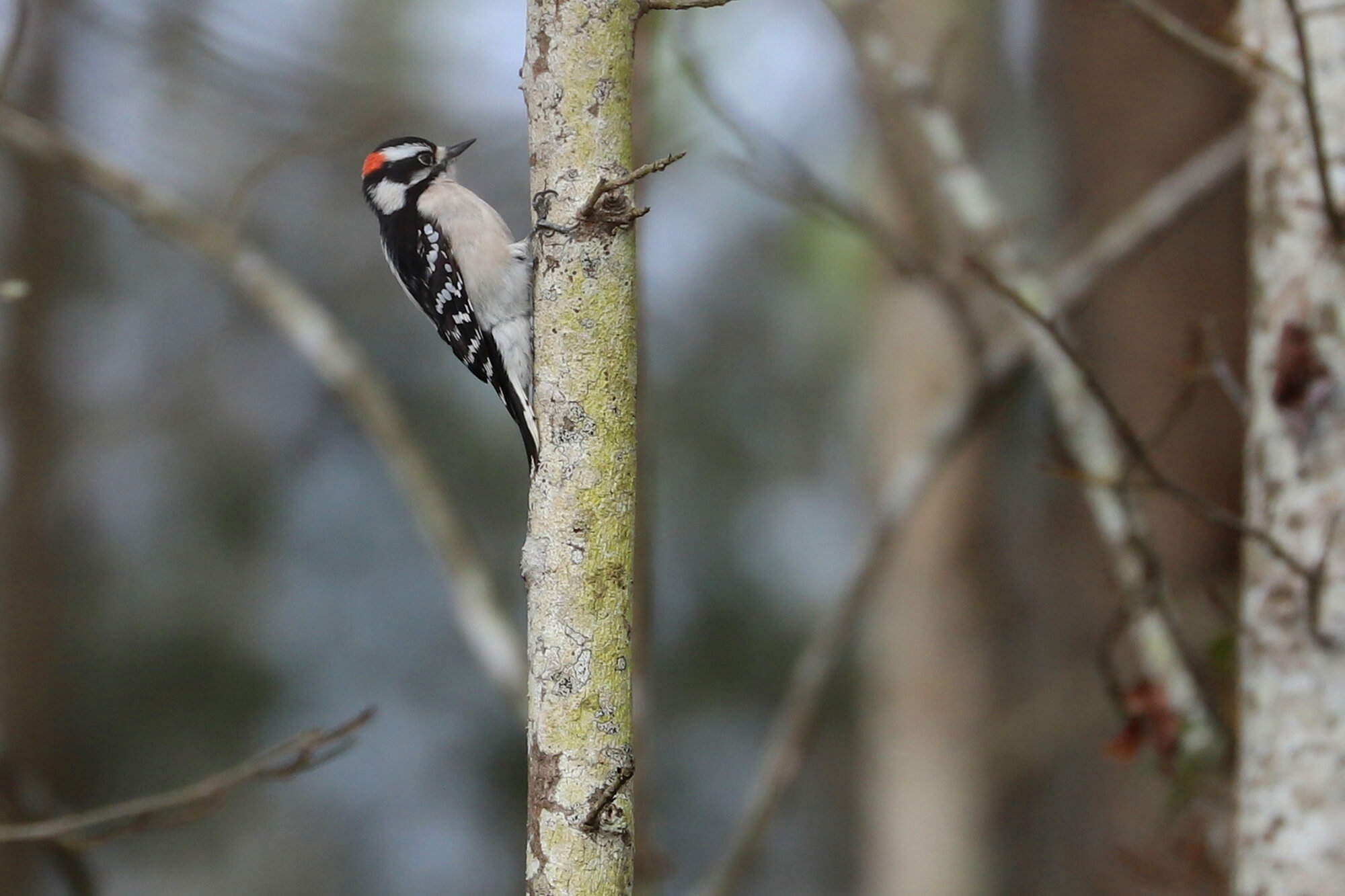  Downy Woodpecker / Princess Anne WMA Whitehurst Tract / 16 Feb 