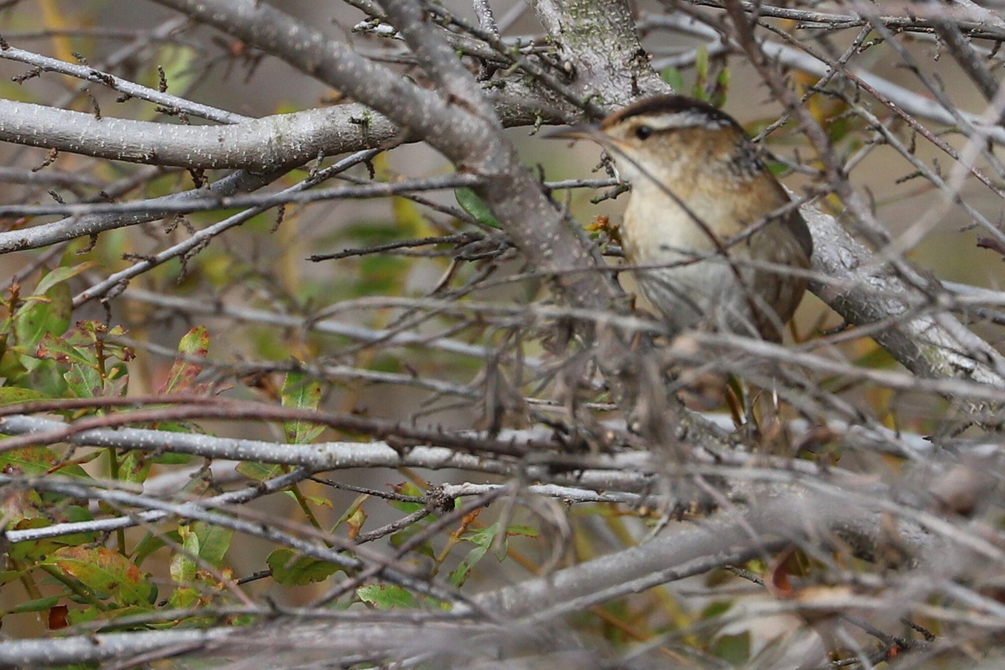  Marsh Wren / Princess Anne WMA Whitehurst Tract / 16 Feb 