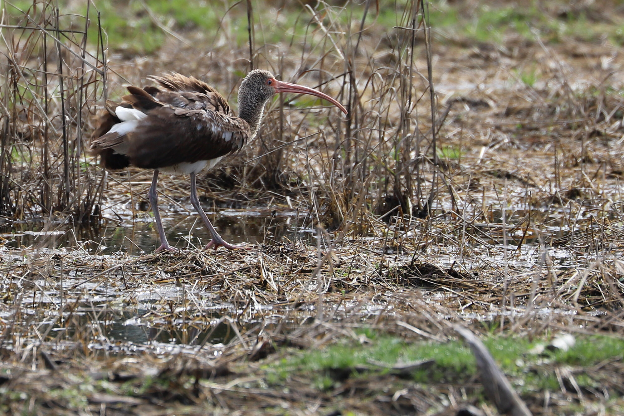  White Ibis / Princess Anne WMA Whitehurst Tract / 16 Feb 