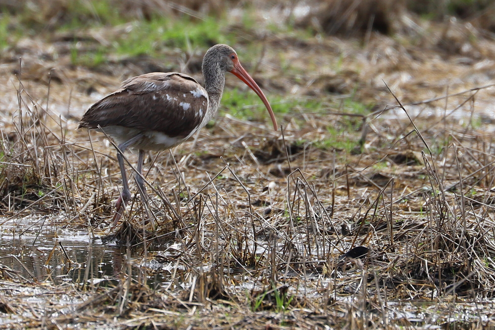  White Ibis / Princess Anne WMA Whitehurst Tract / 16 Feb 