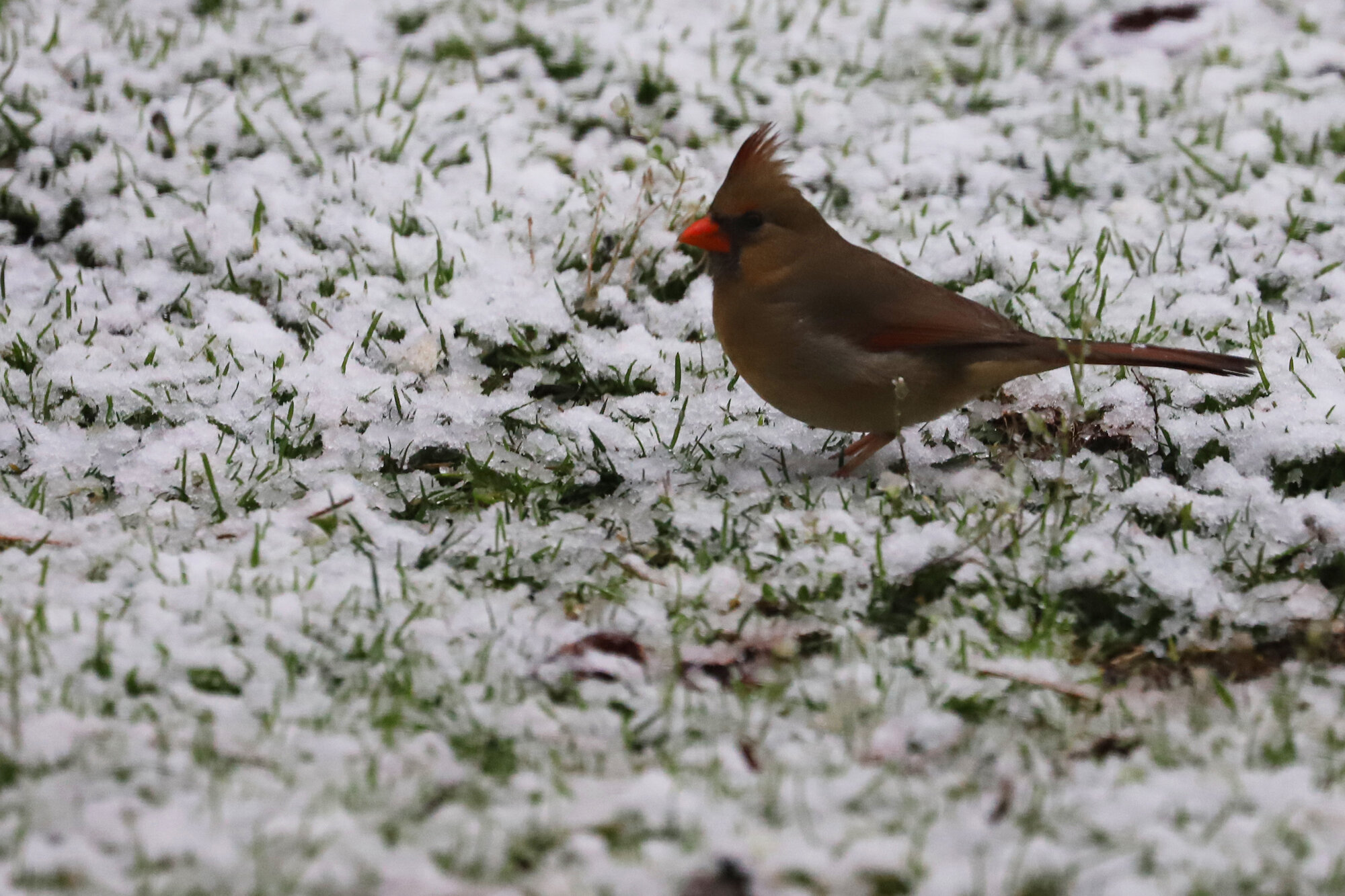  Northern Cardinal / 20 Feb 