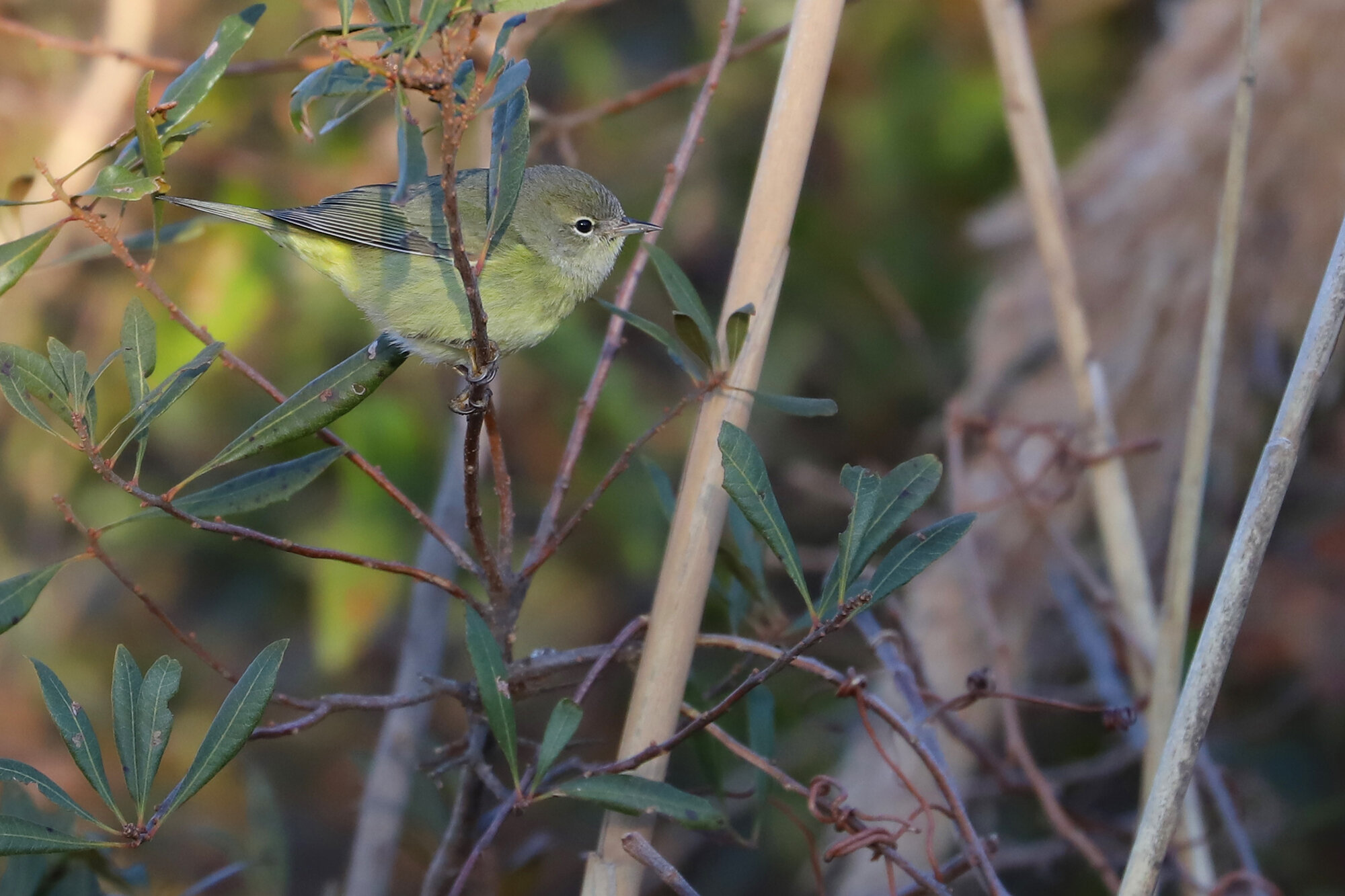  Orange-crowned Warbler / Little Island Park / 22 Feb; please click this photo to advance to the next! 