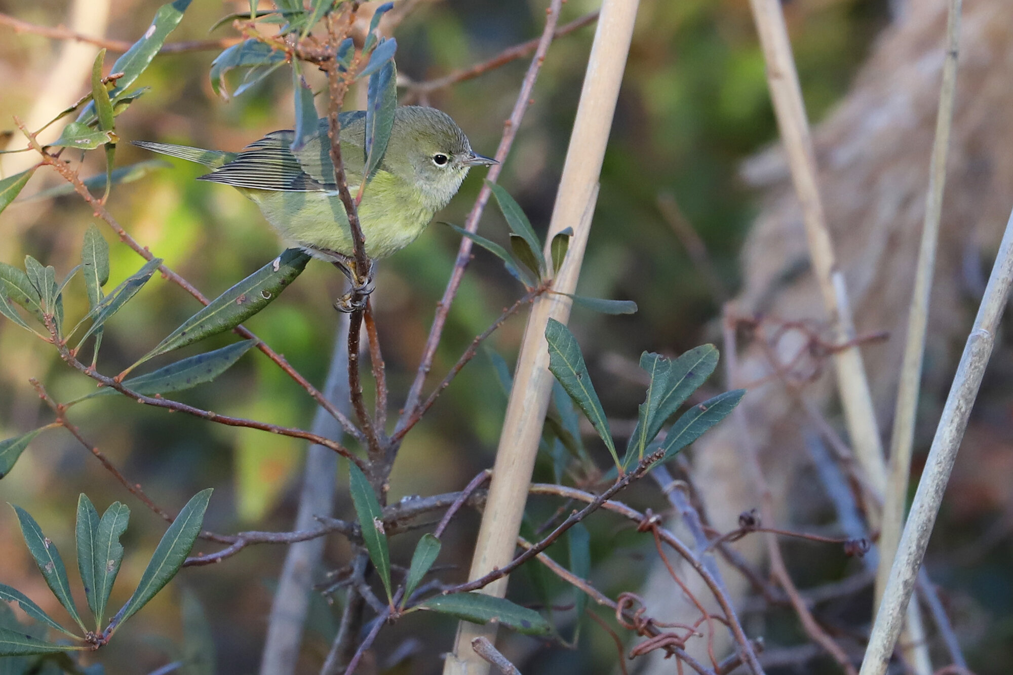  Orange-crowned Warbler / Little Island Park / 22 Feb 