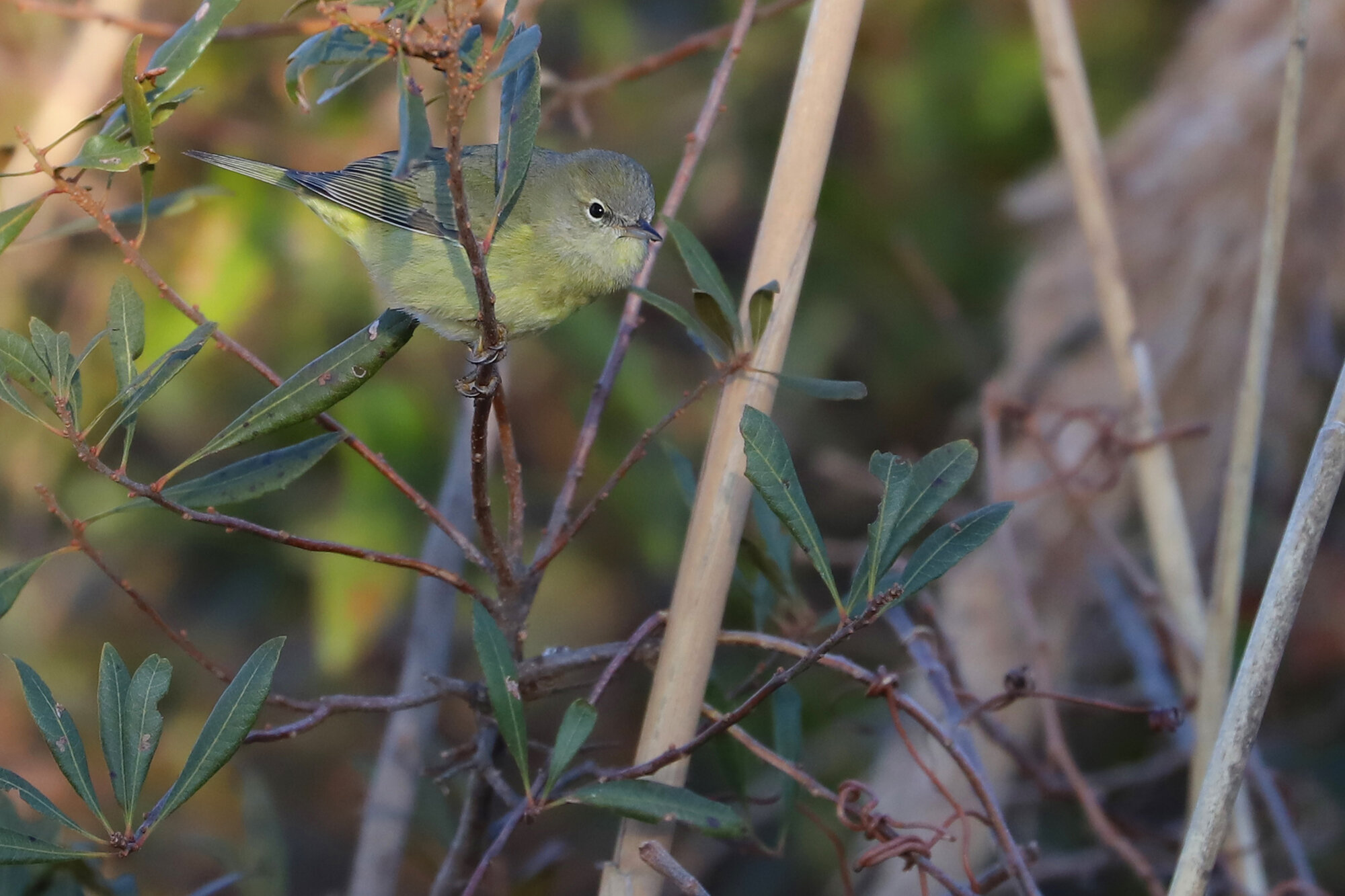  Orange-crowned Warbler / Little Island Park / 22 Feb 