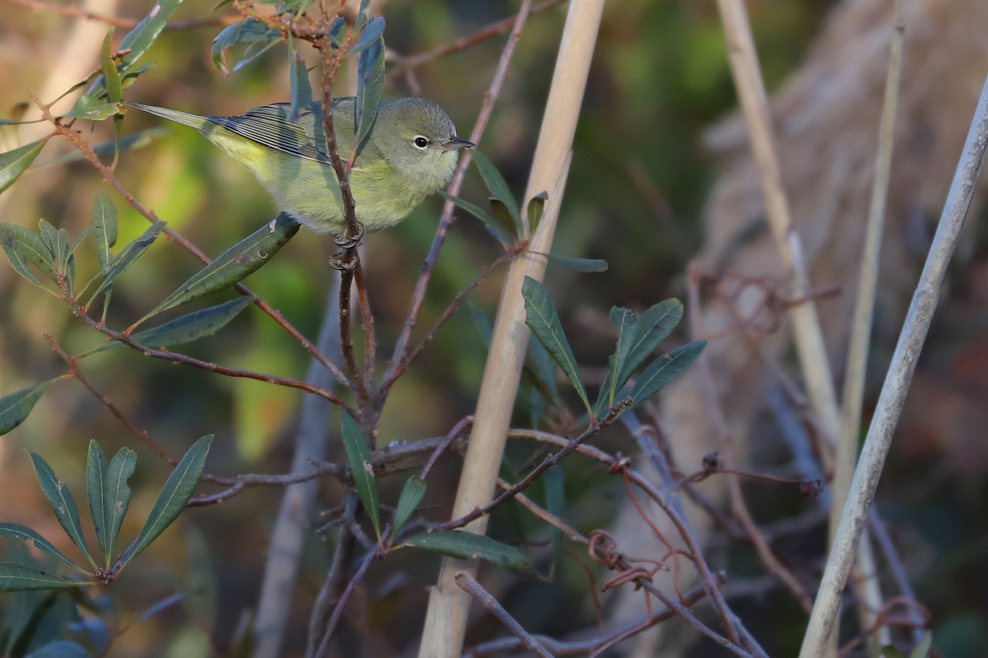  Orange-crowned Warbler / Little Island Park / 22 Feb 