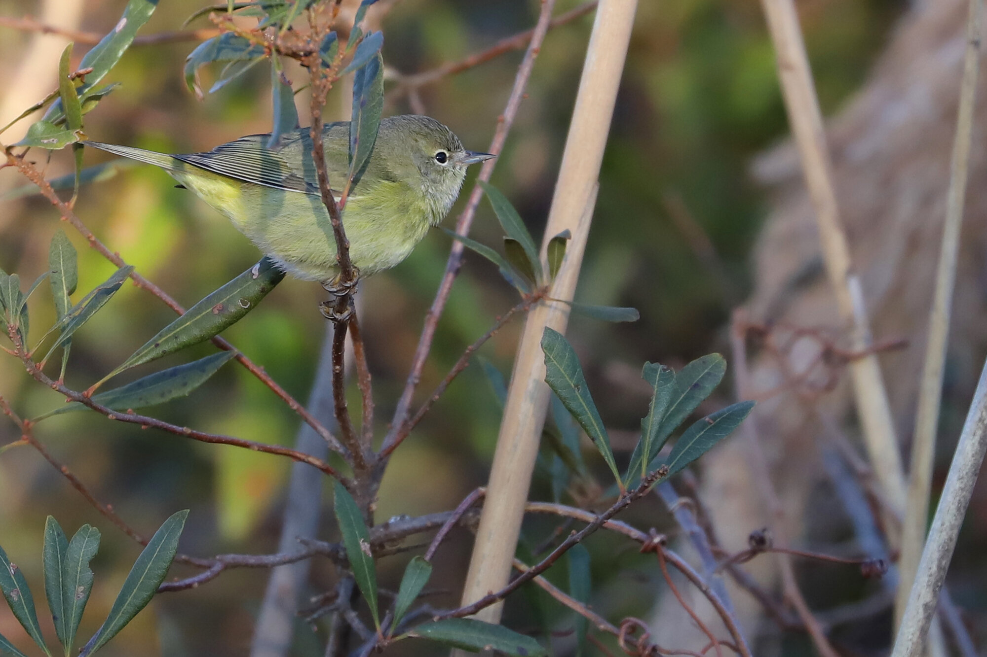  Orange-crowned Warbler / Little Island Park / 22 Feb 