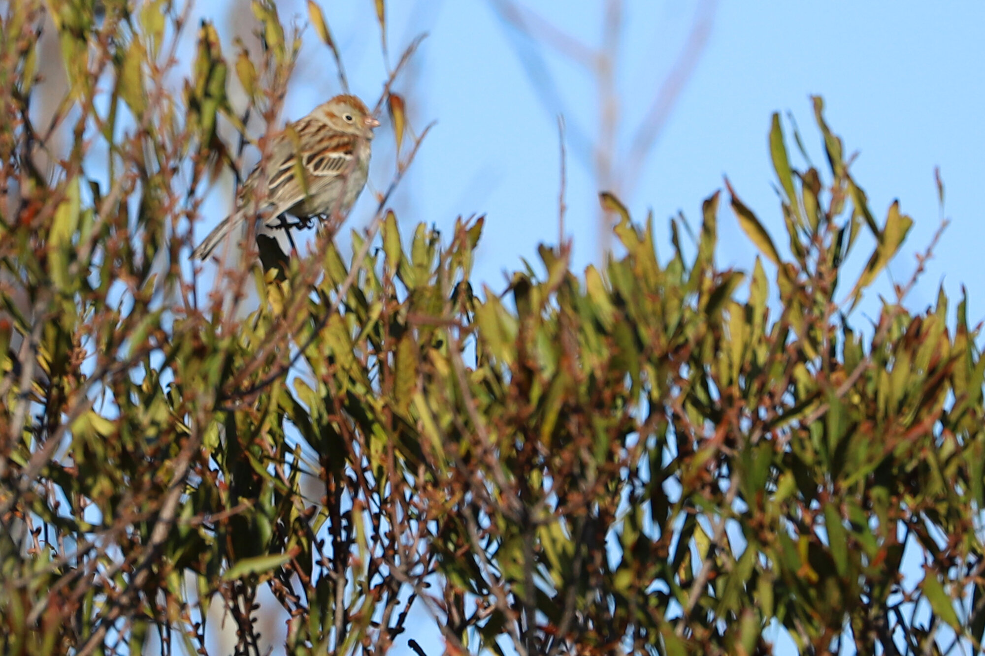  Field Sparrow / Back Bay NWR / 22 Feb 
