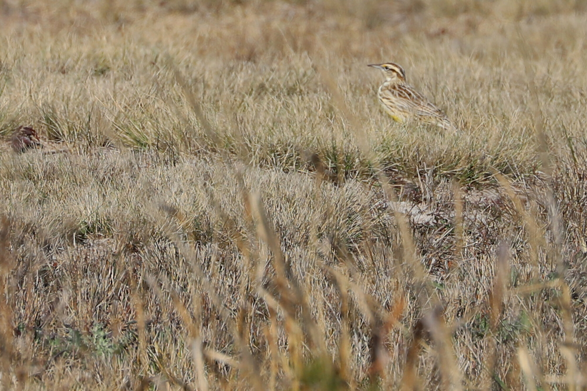  Eastern Meadowlark / Back Bay NWR / 22 Feb 