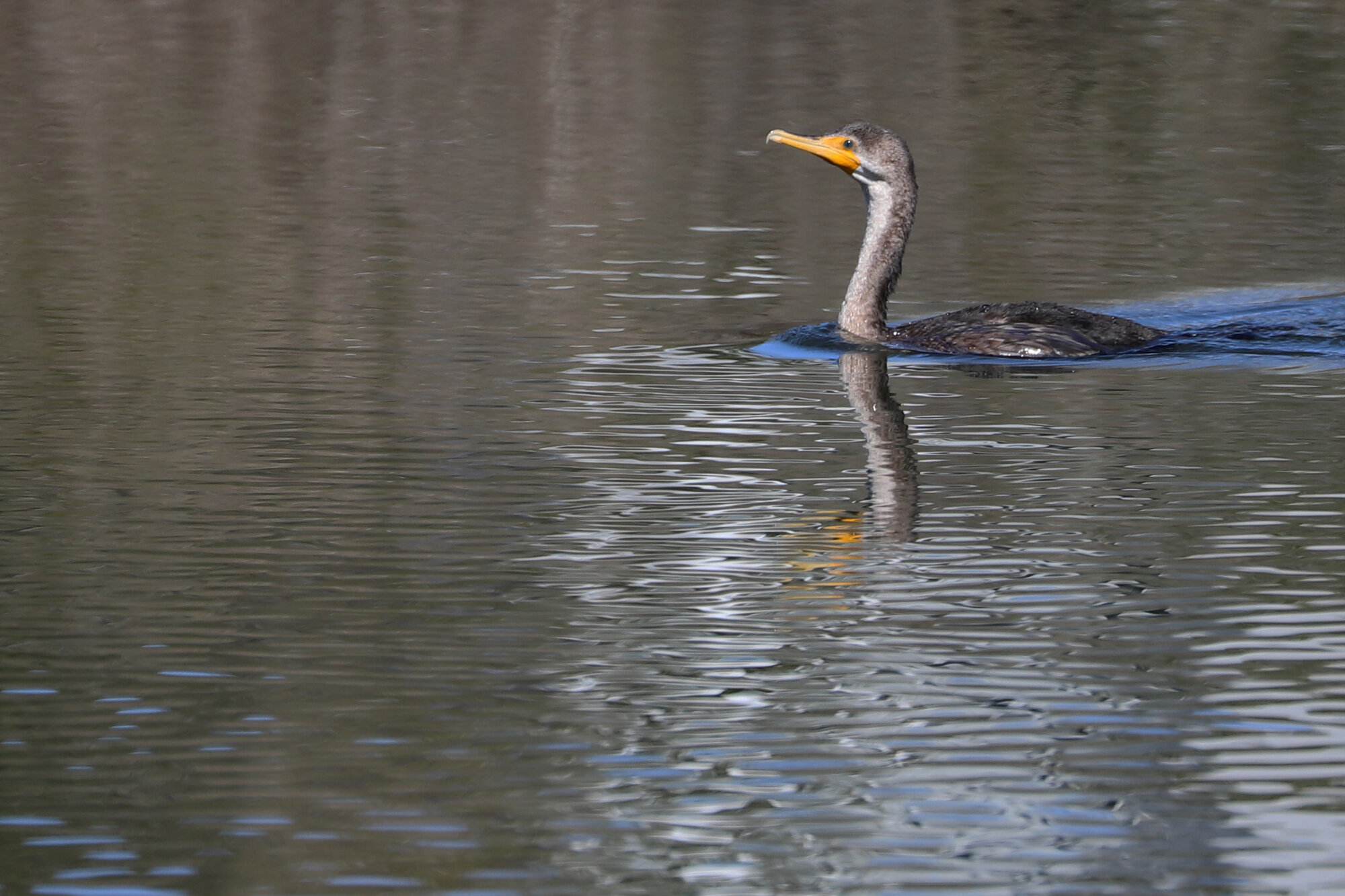   Double-crested Cormorant / Pleasure House Point NA / 22 Feb 