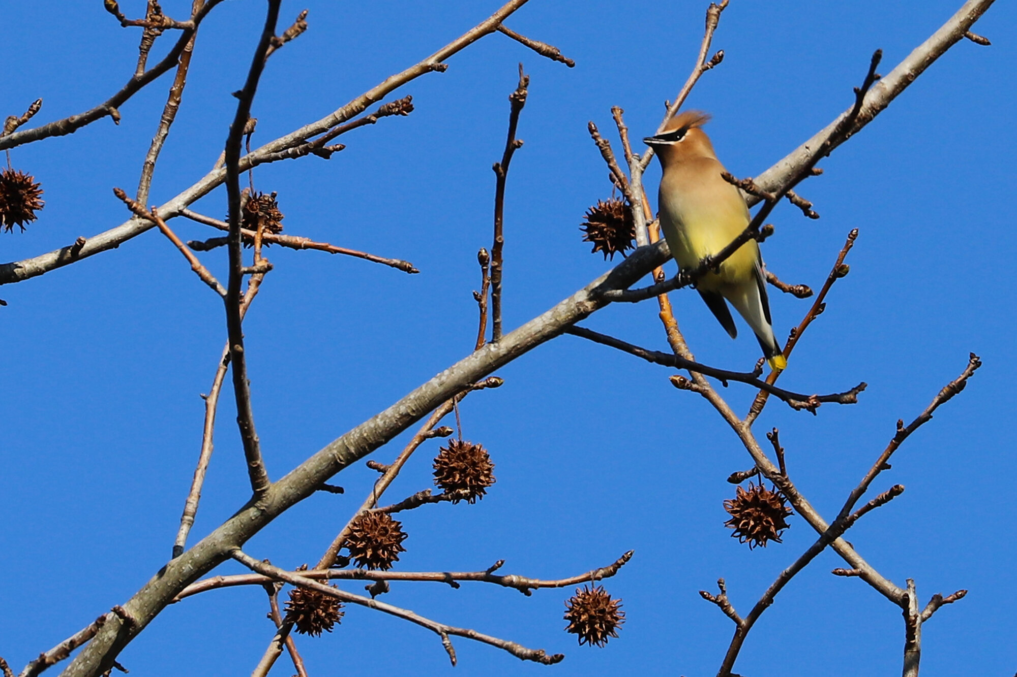  Cedar Waxwing / Princess Anne WMA Whitehurst Tract / 23 Feb 