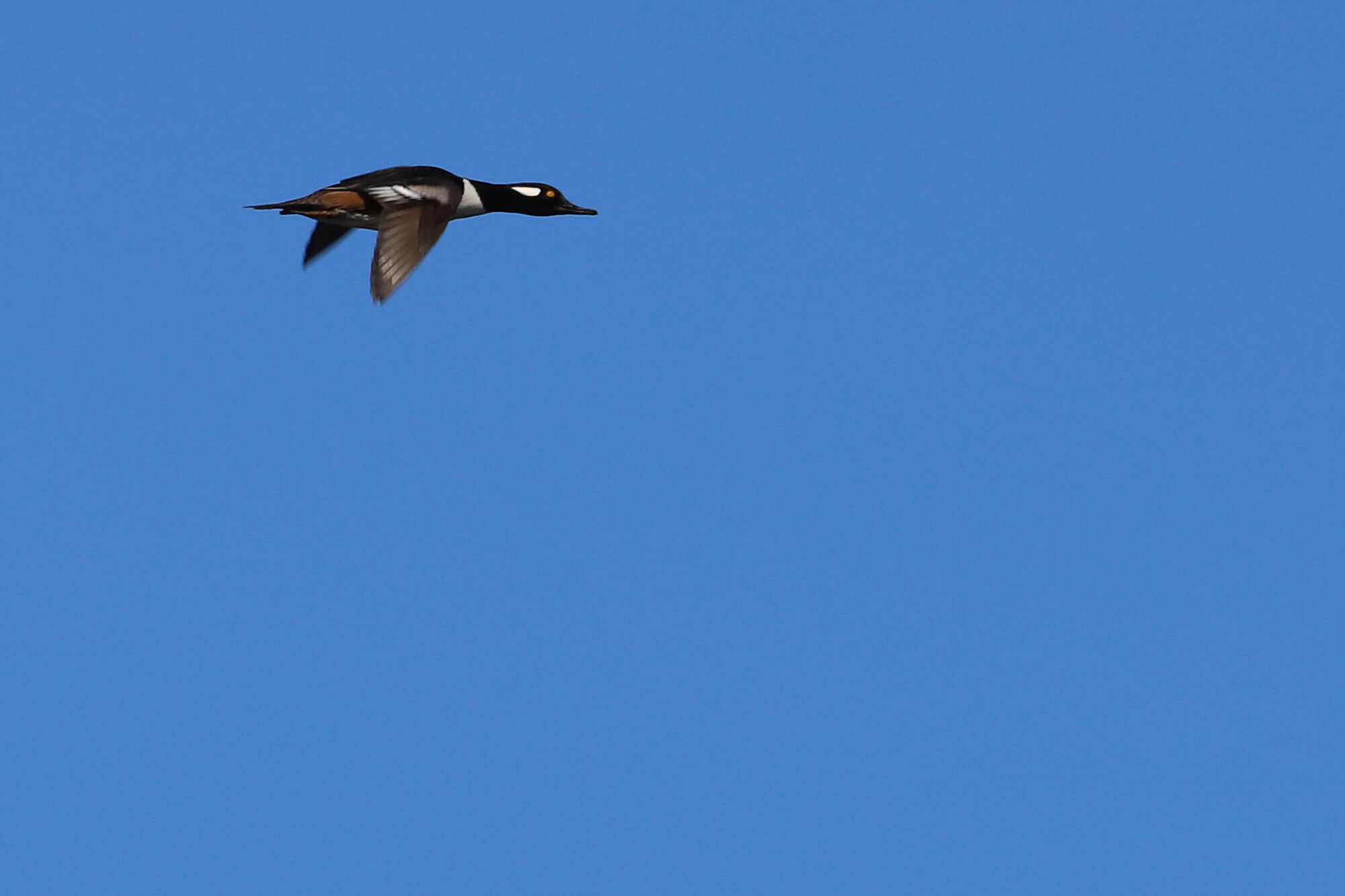  Hooded Merganser / Princess Anne WMA Whitehurst Tract / 23 Feb 