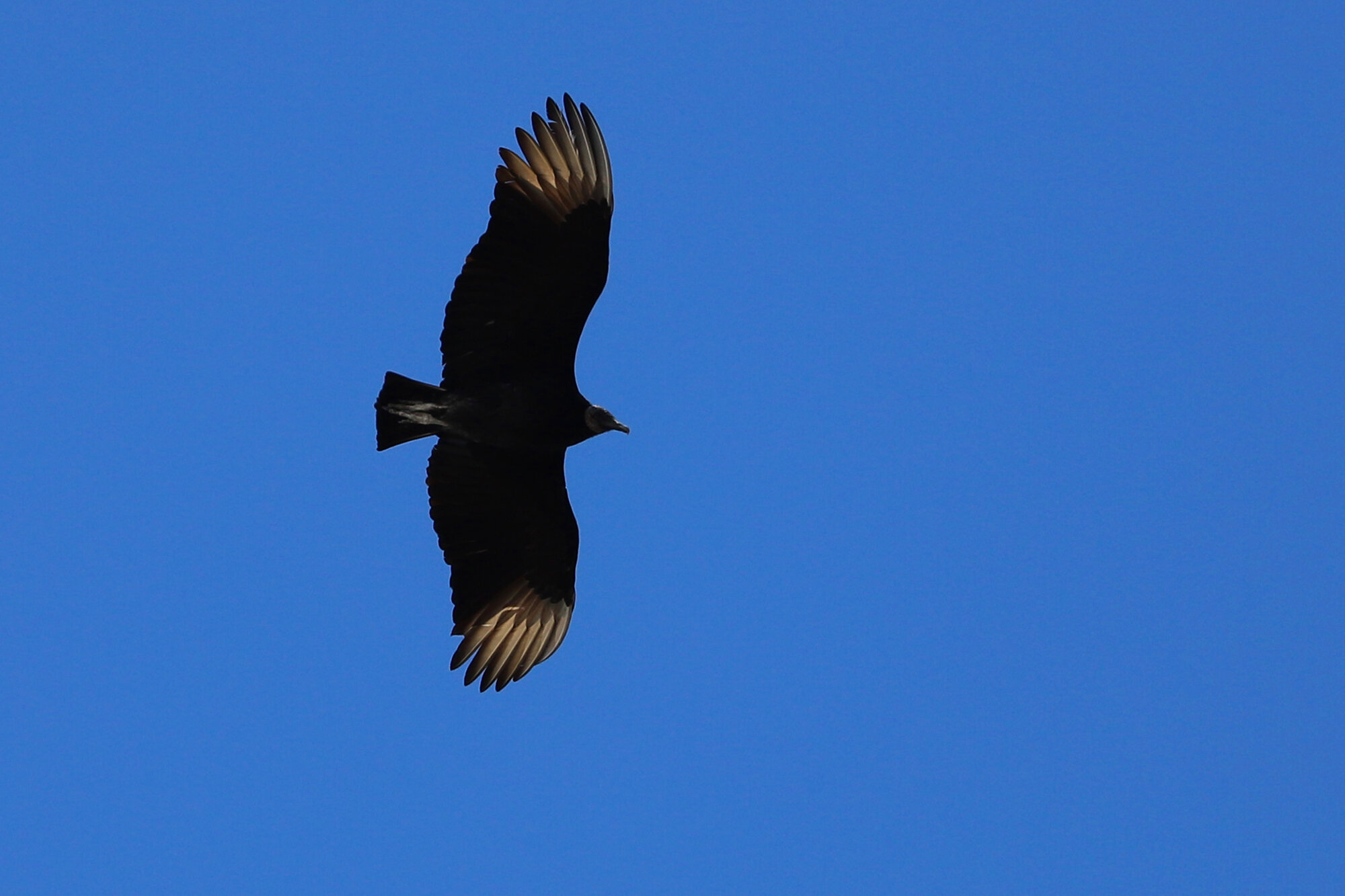  Black Vulture / Princess Anne WMA Beasley Tract / 23 Feb 