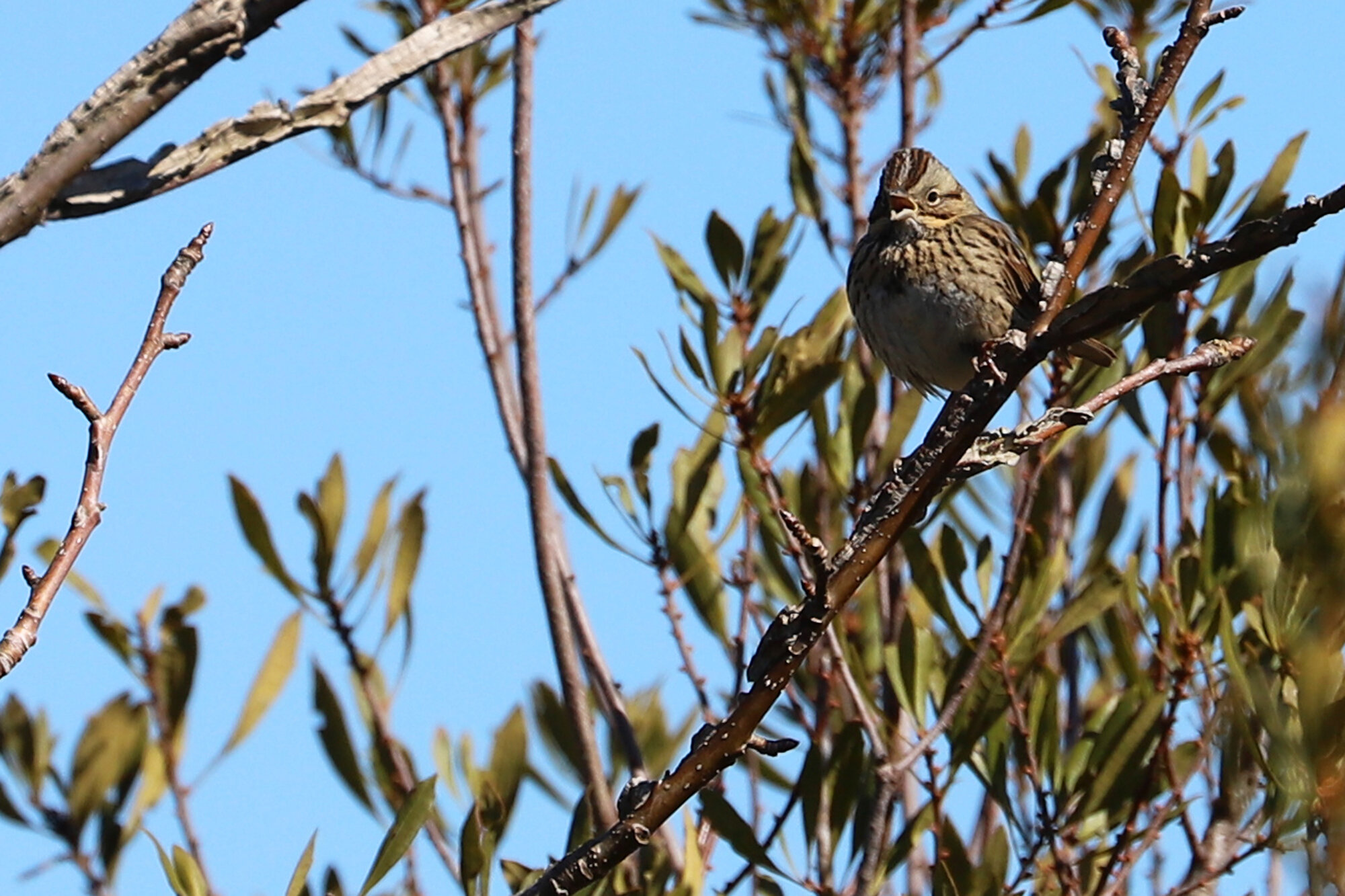  Lincoln's Sparrow / Princess Anne WMA Whitehurst Tract / 1 Mar 