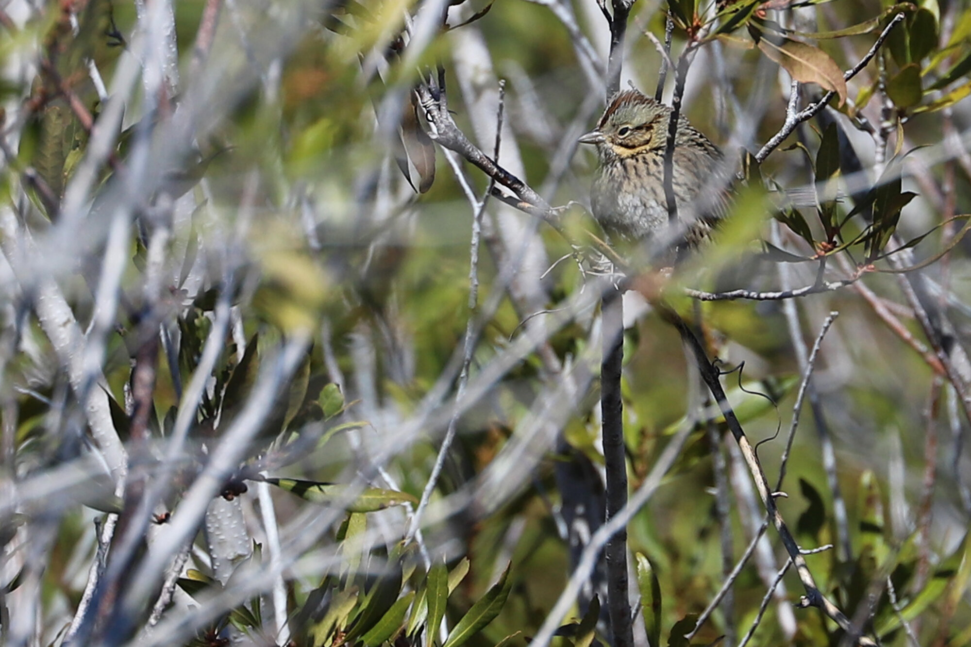 Lincoln's Sparrow / Princess Anne WMA Whitehurst Tract / 1 Mar 