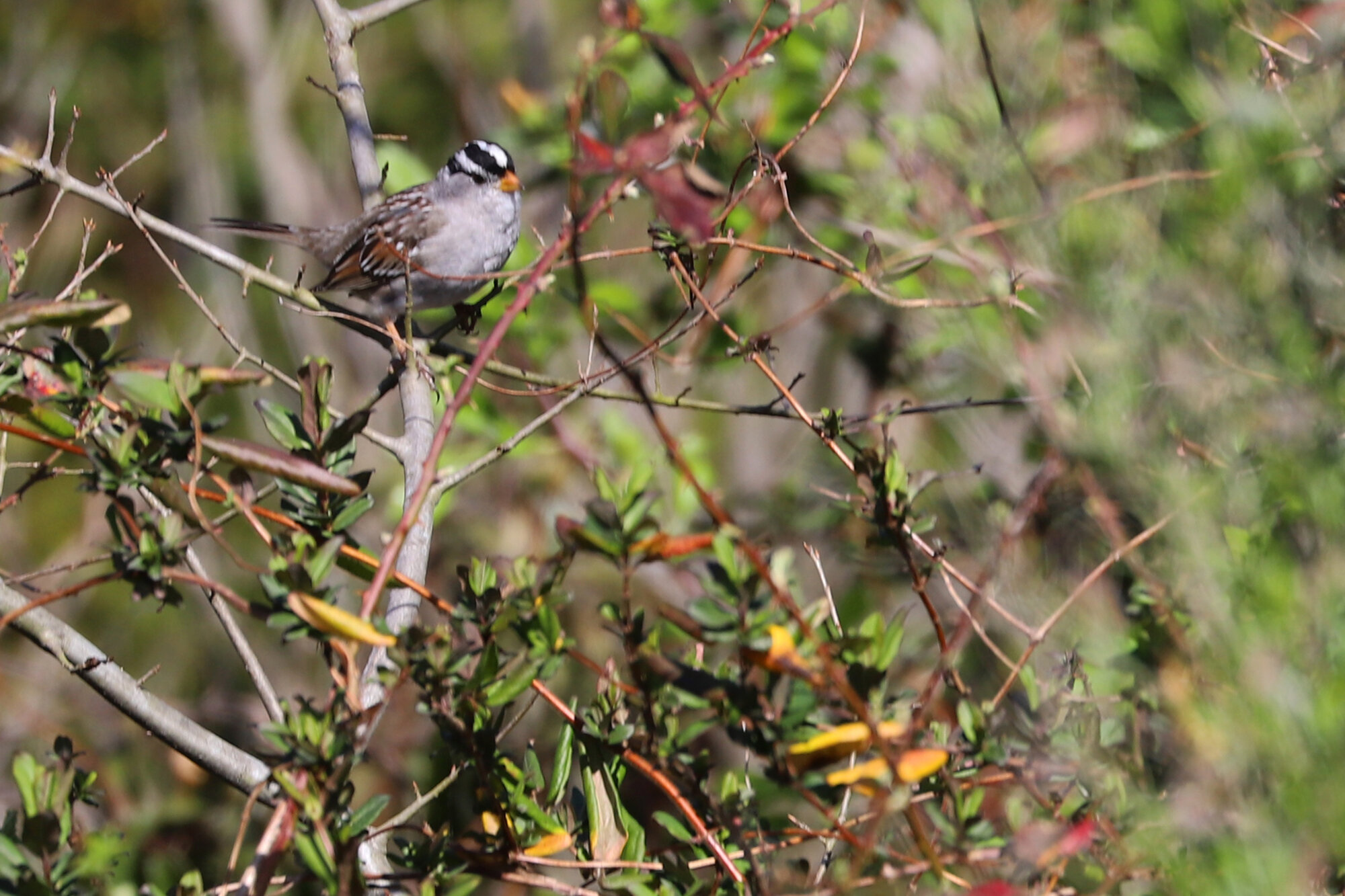  White-crowned Sparrow (Gambel's) / Harris Teeter Retention Pond / 14 Mar 