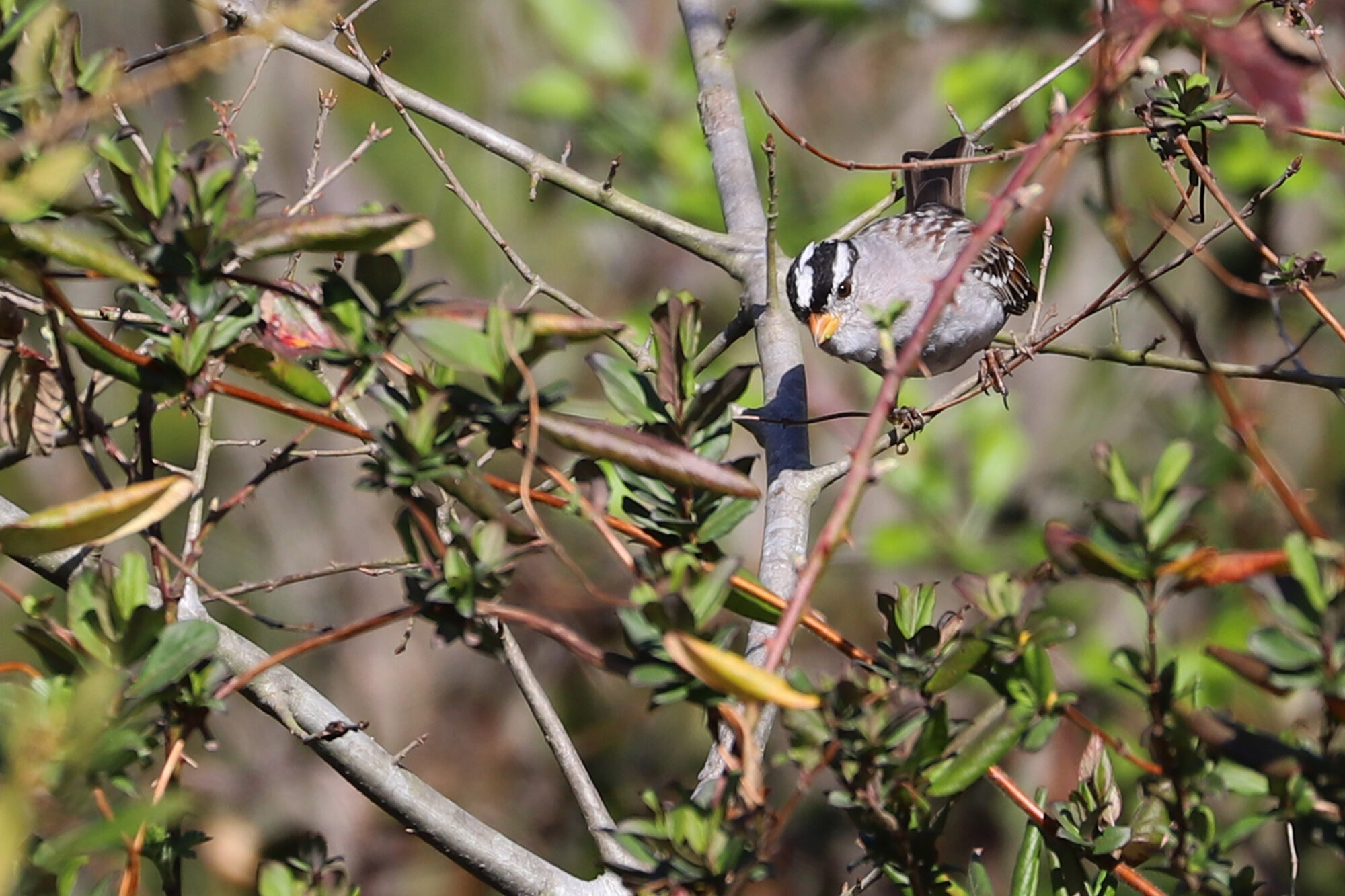  White-crowned Sparrow (Gambel's) / Harris Teeter Retention Pond / 14 Mar 