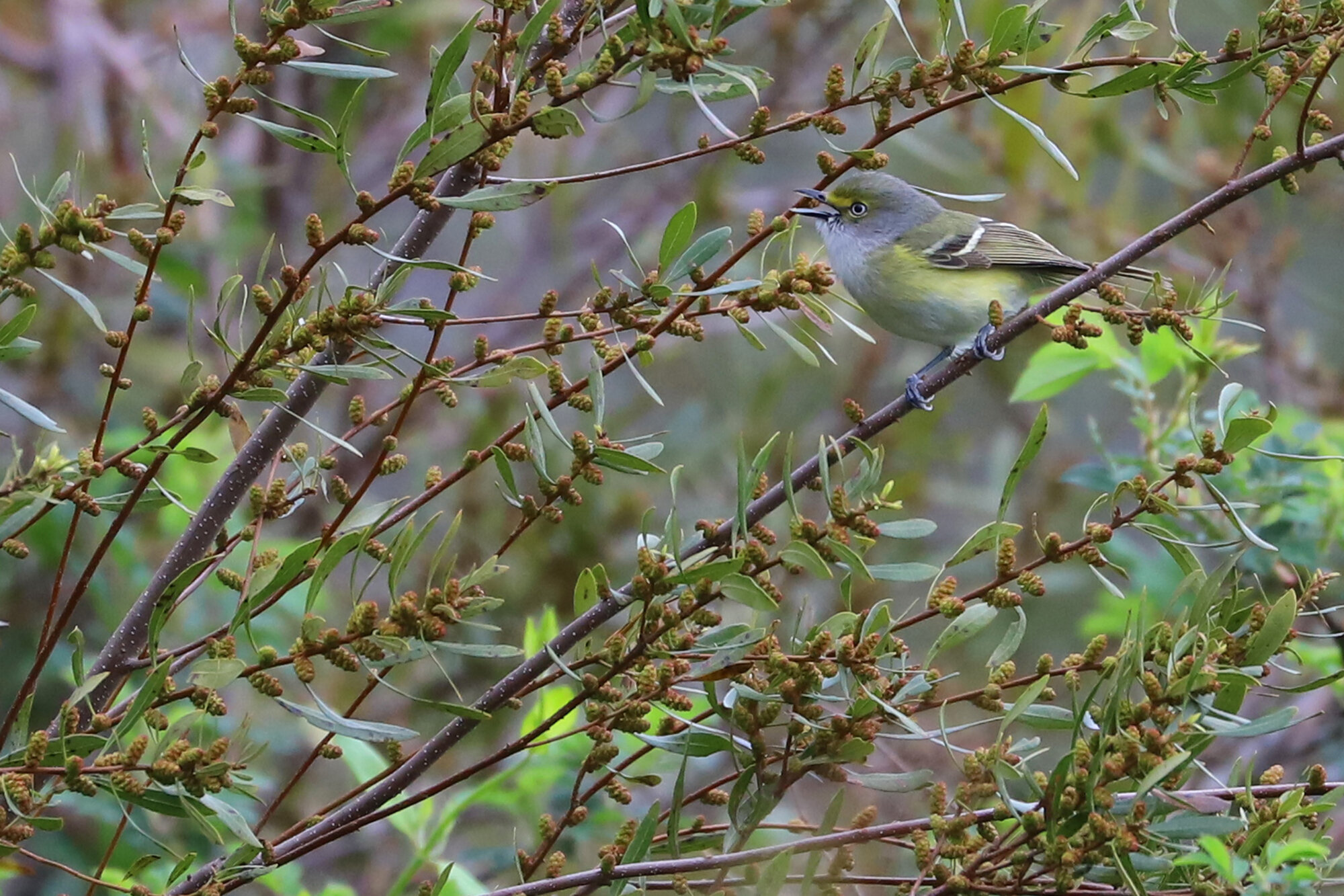 White-eyed Vireo / Princess Anne WMA Whitehurst Tract / 22 Mar; please click this photo to advance to the next!  