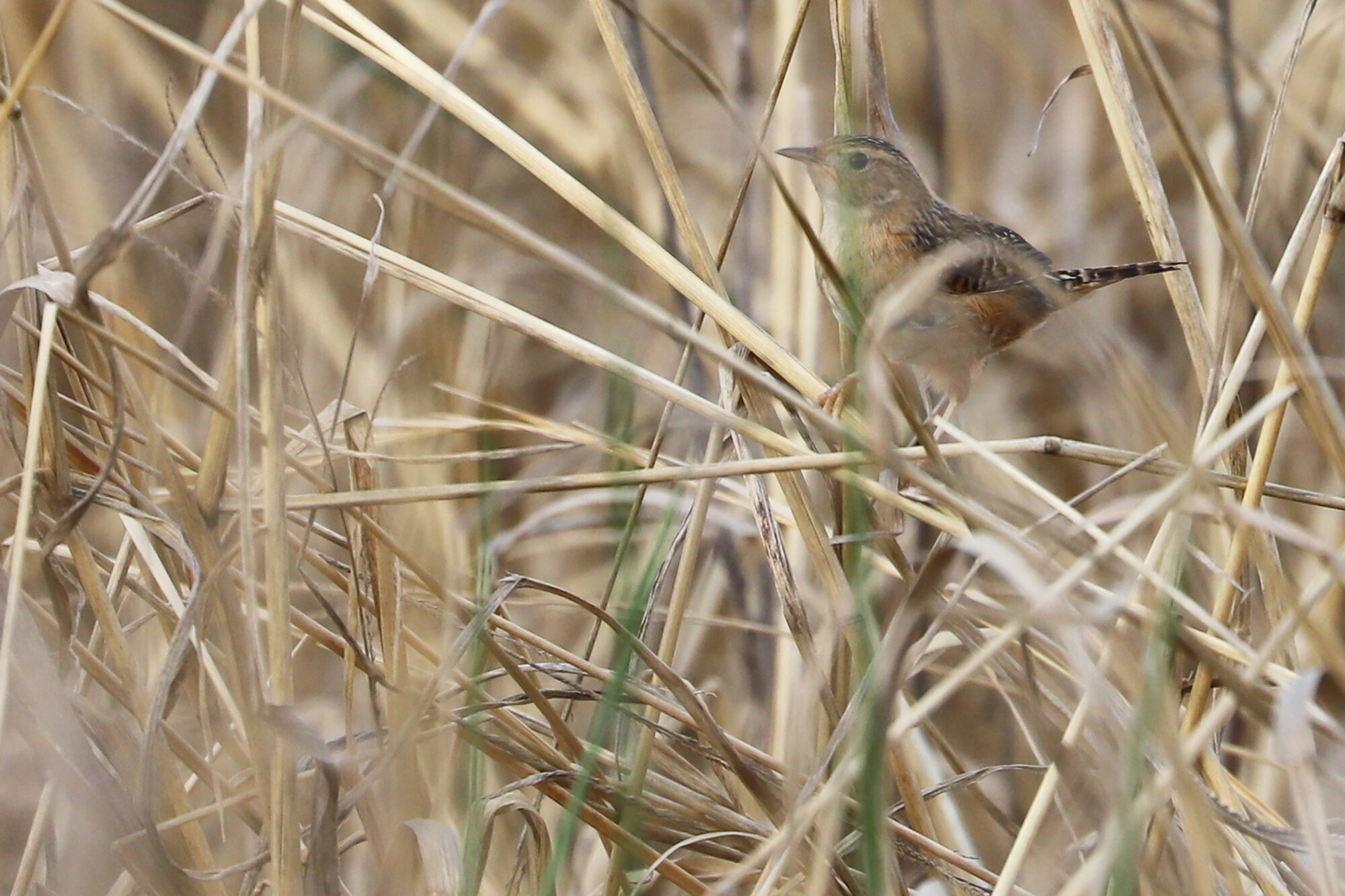  Sedge Wren / Princess Anne WMA Whitehurst Tract / 29 Mar 