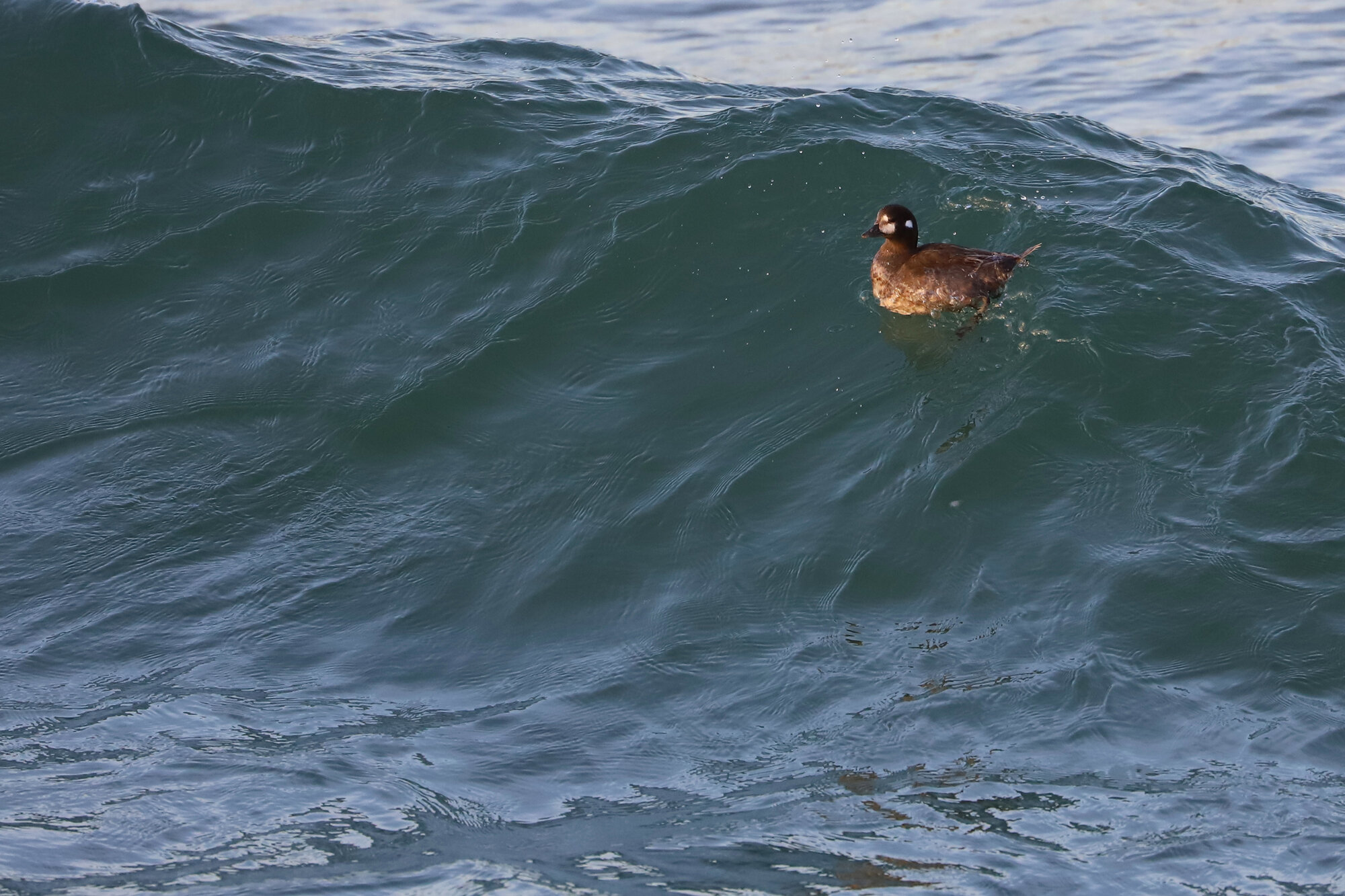  Harlequin Duck / Little Island Park / 14 Mar 
