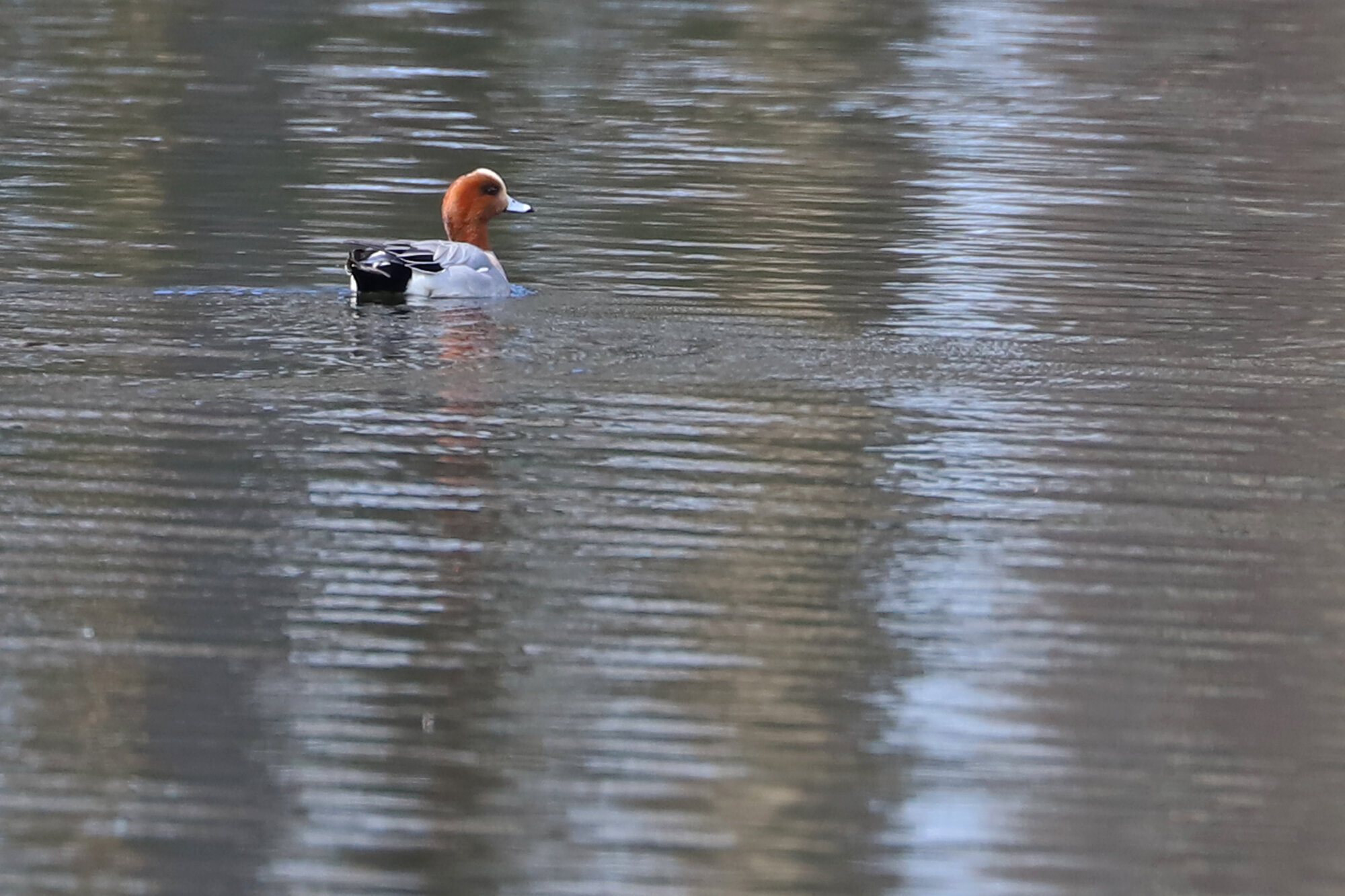  Eurasian Wigeon / NAS Oceana (Restricted) / 14 Mar 