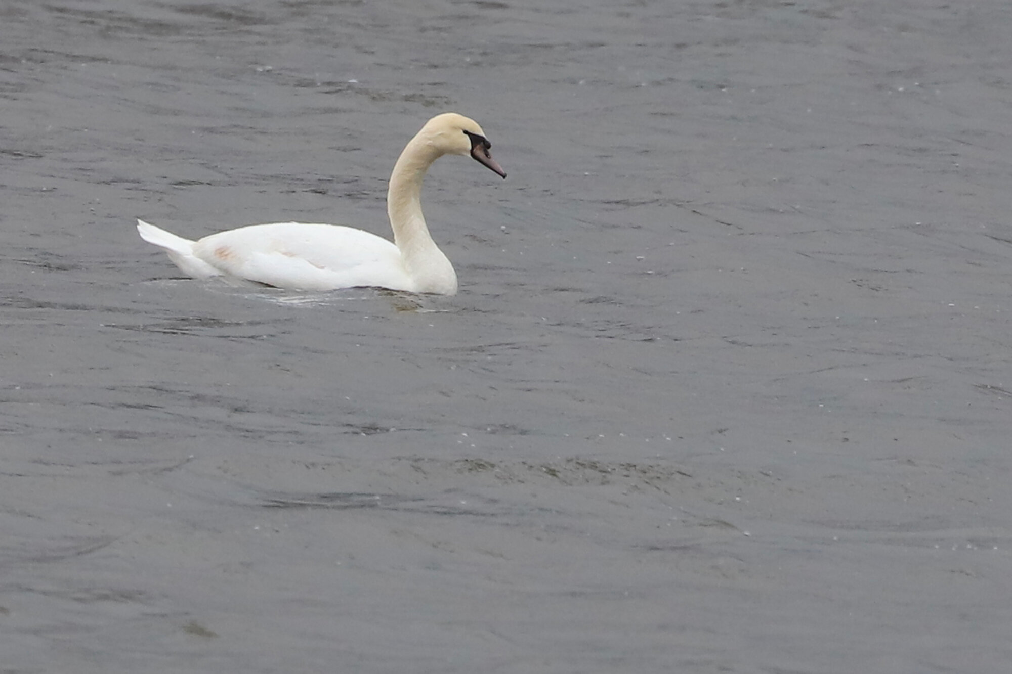  Mute Swan / Lake Windsor / 21 Mar 