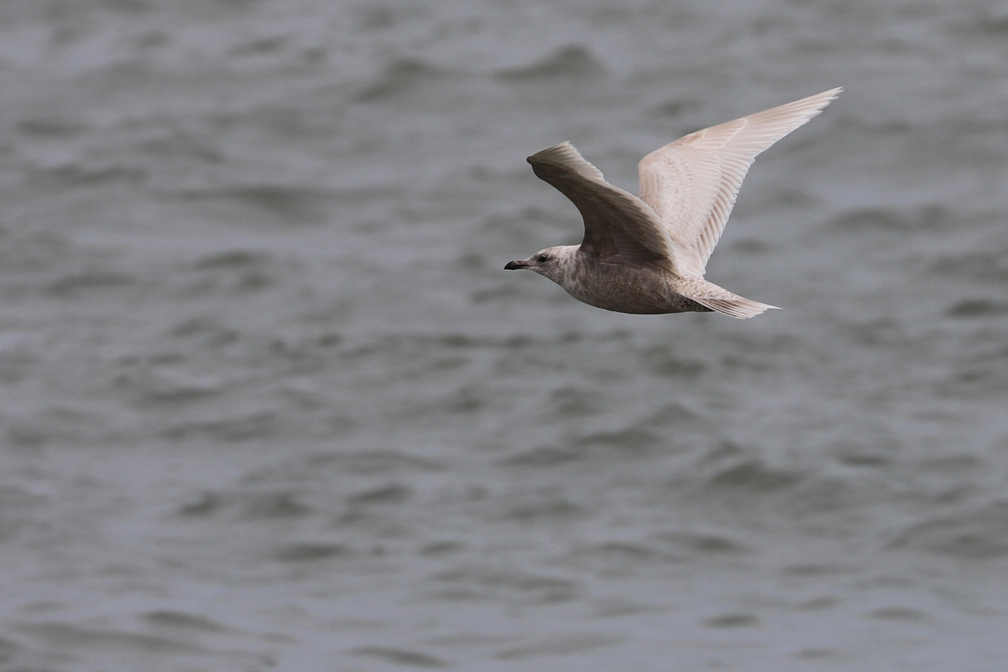  Iceland Gull / Rudee Inlet / 22 Mar 