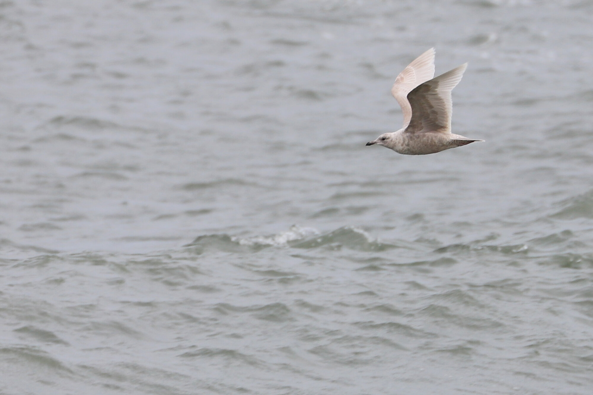  Iceland Gull / Rudee Inlet / 22 Mar 