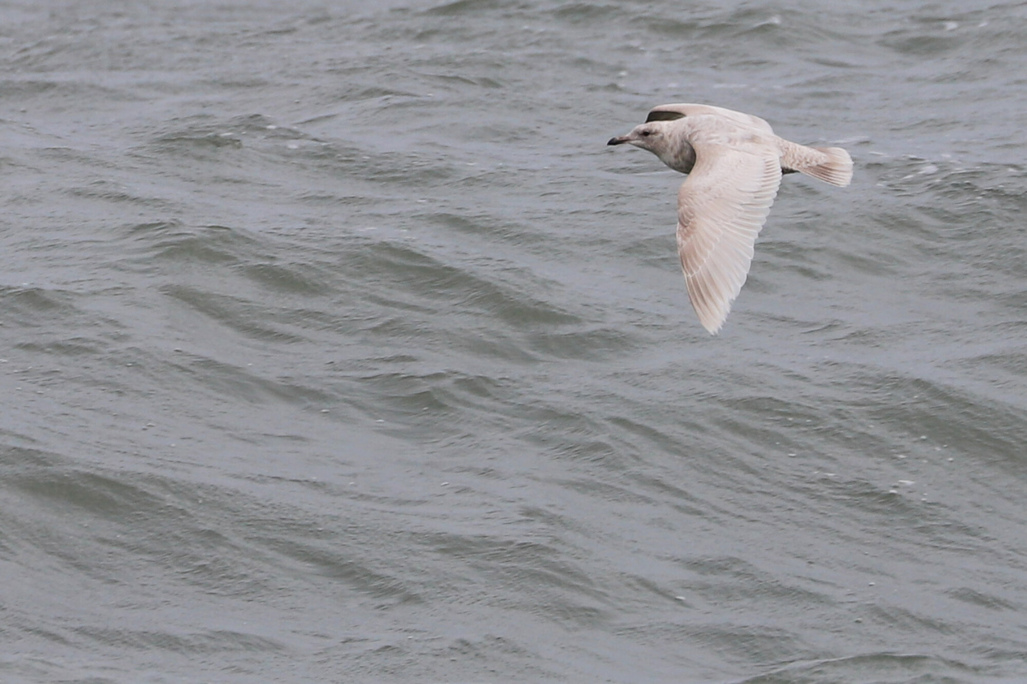  Iceland Gull / Rudee Inlet / 22 Mar 