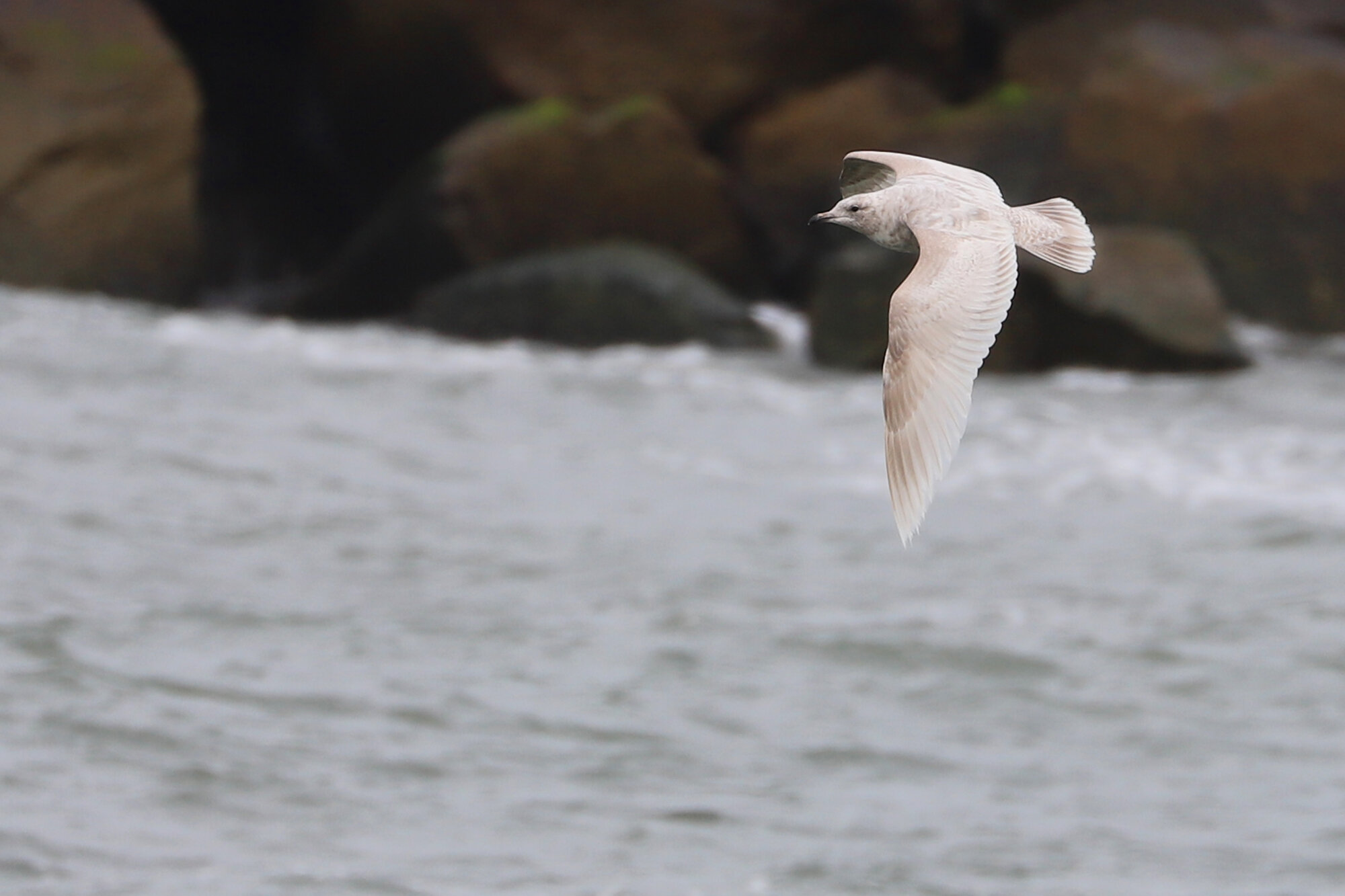  Iceland Gull / Rudee Inlet / 22 Mar; please click this photo to advance to the next!  