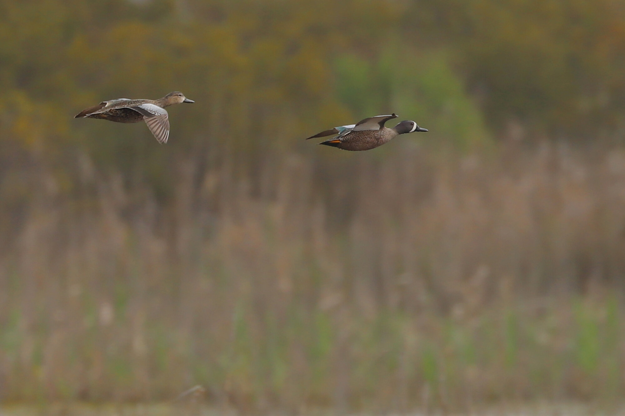  Blue-winged Teal / Back Bay NWR / 28 Mar; please click this photo to advance to the next!  